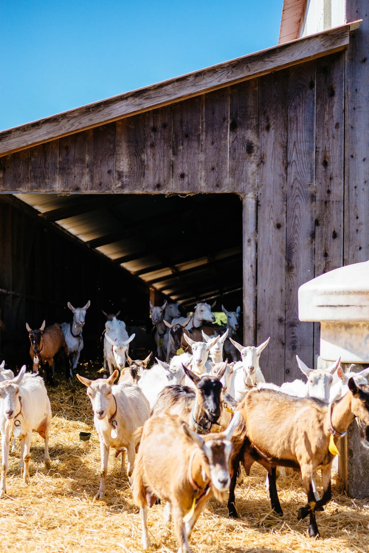 ladies - goats at tomales farmstead creamery farm