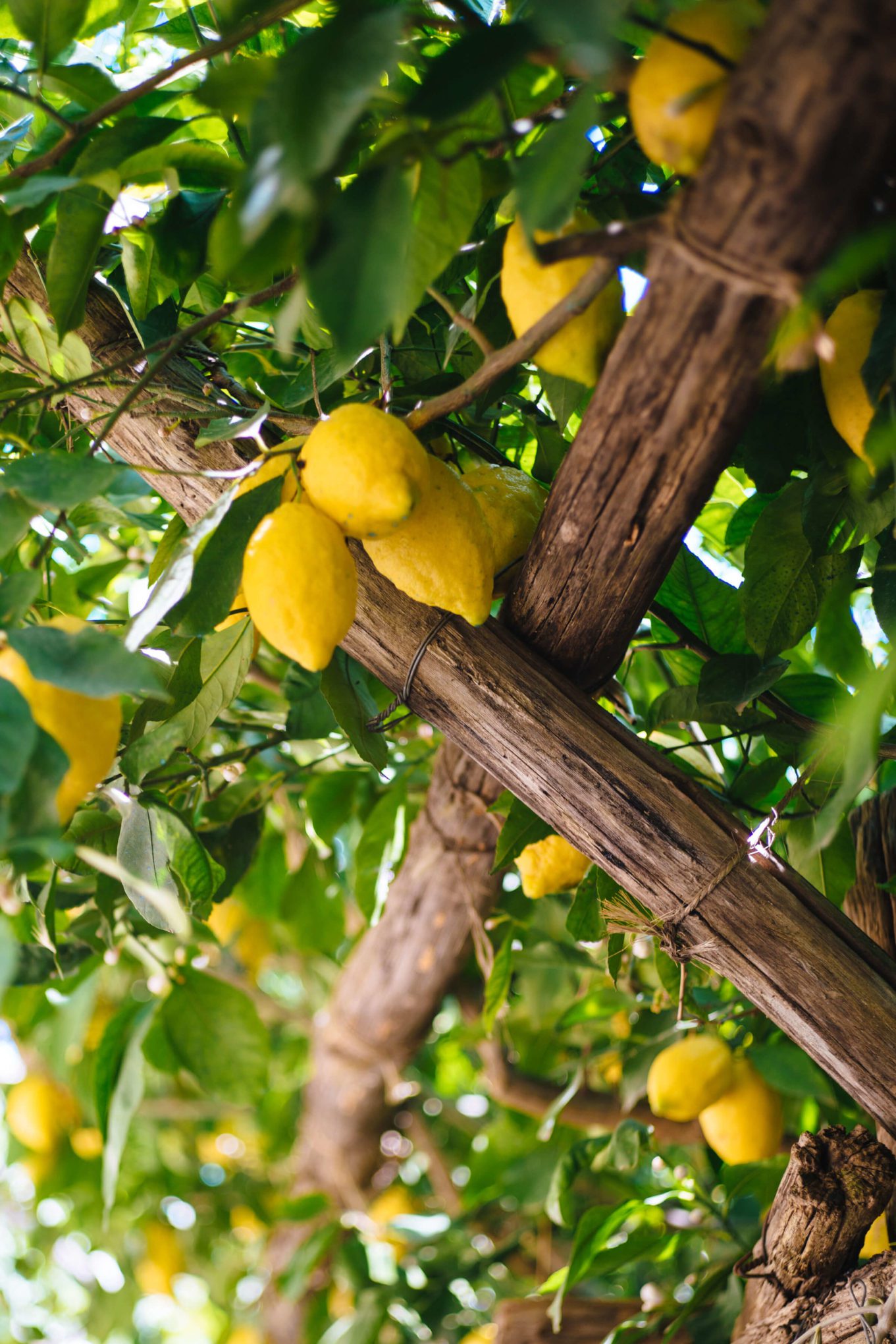 Lemons trees, Mamma Agata's Cooking School, Ravello, The Taste Edit