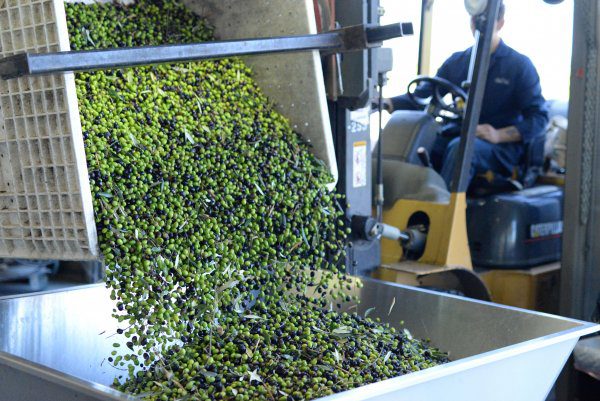 round pond olives being forklifted into mill