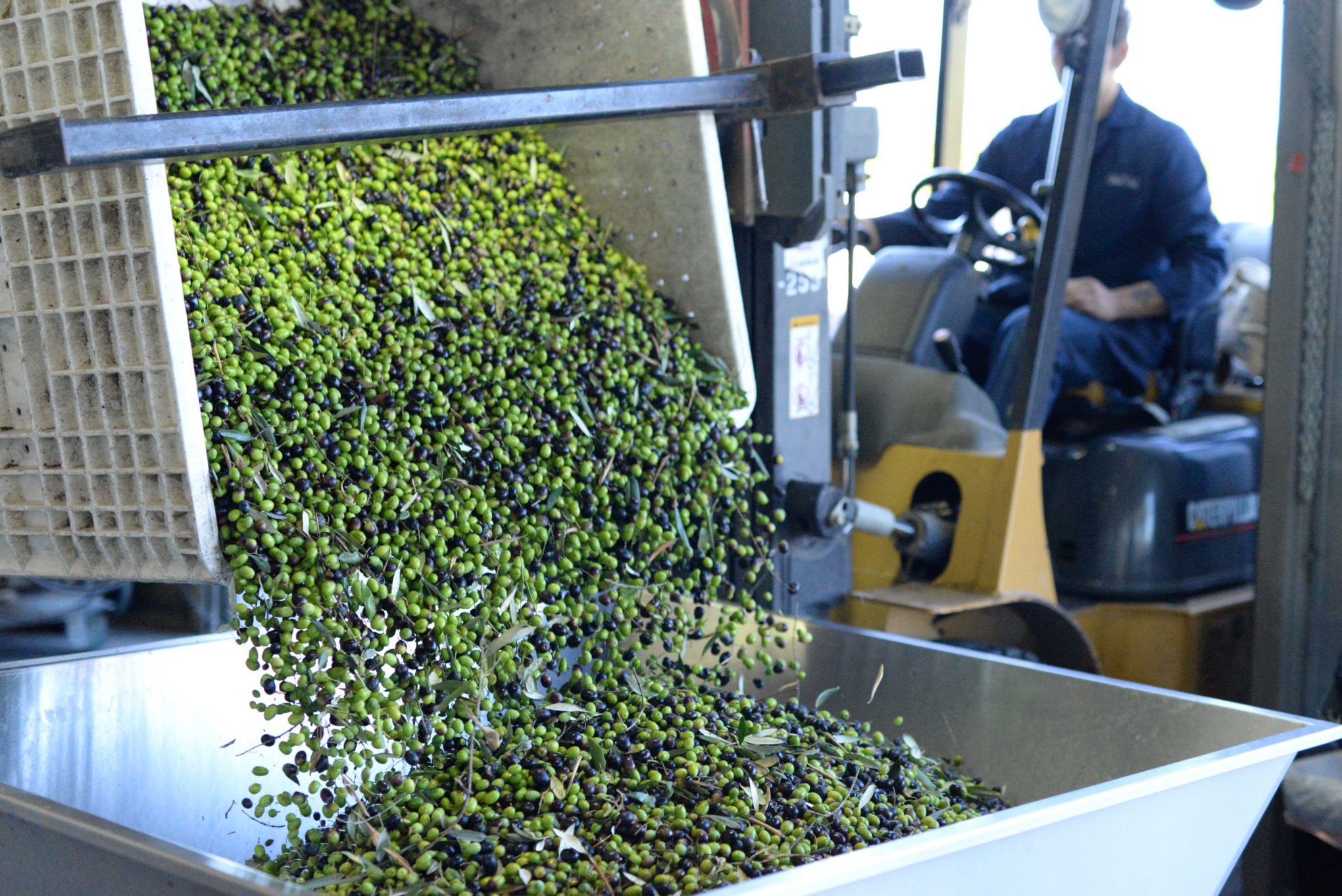 Производство оливкового масла. Производство оливок. Процесс производства оливкового масла. The Mill оливки.