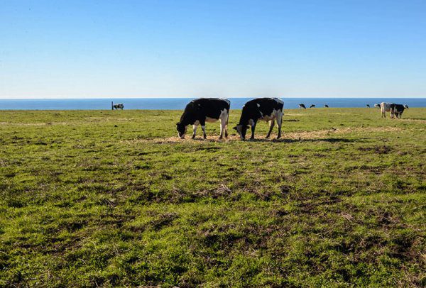 cows point-reyes-national-seashore