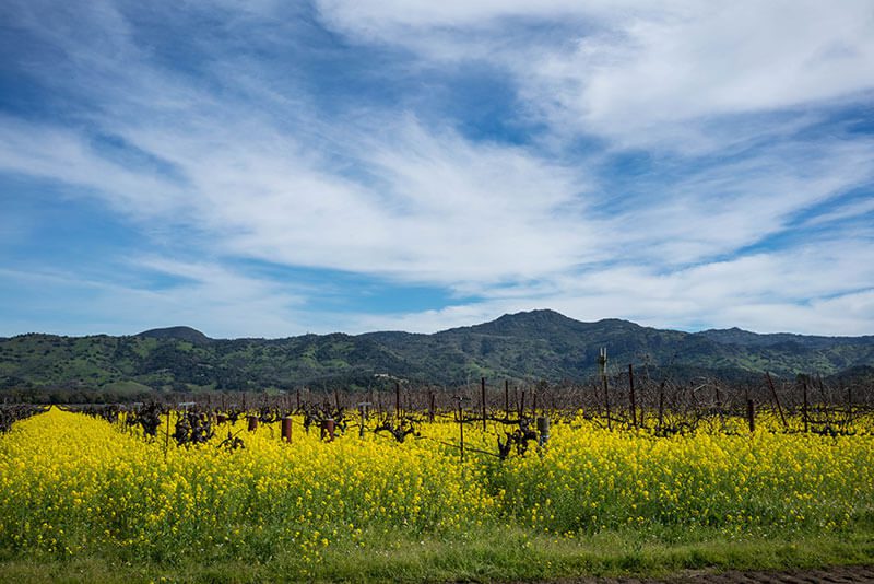mustard napa yountville