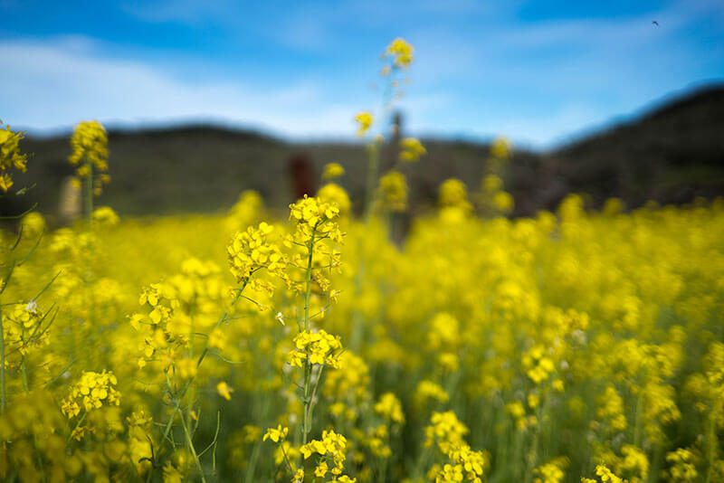 mustard field napa