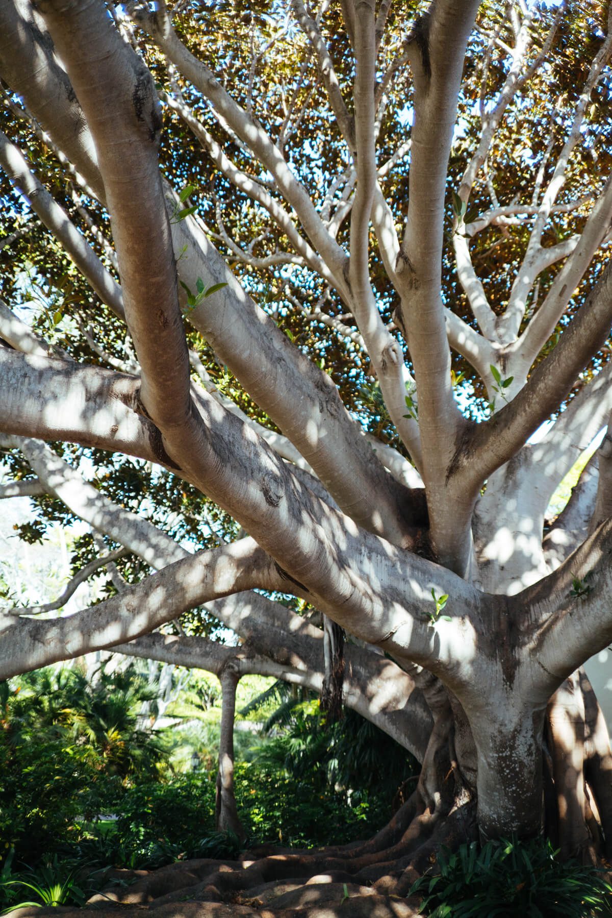 Trees all around the Four Seasons Santa Barbara, see more on The Taste Edit