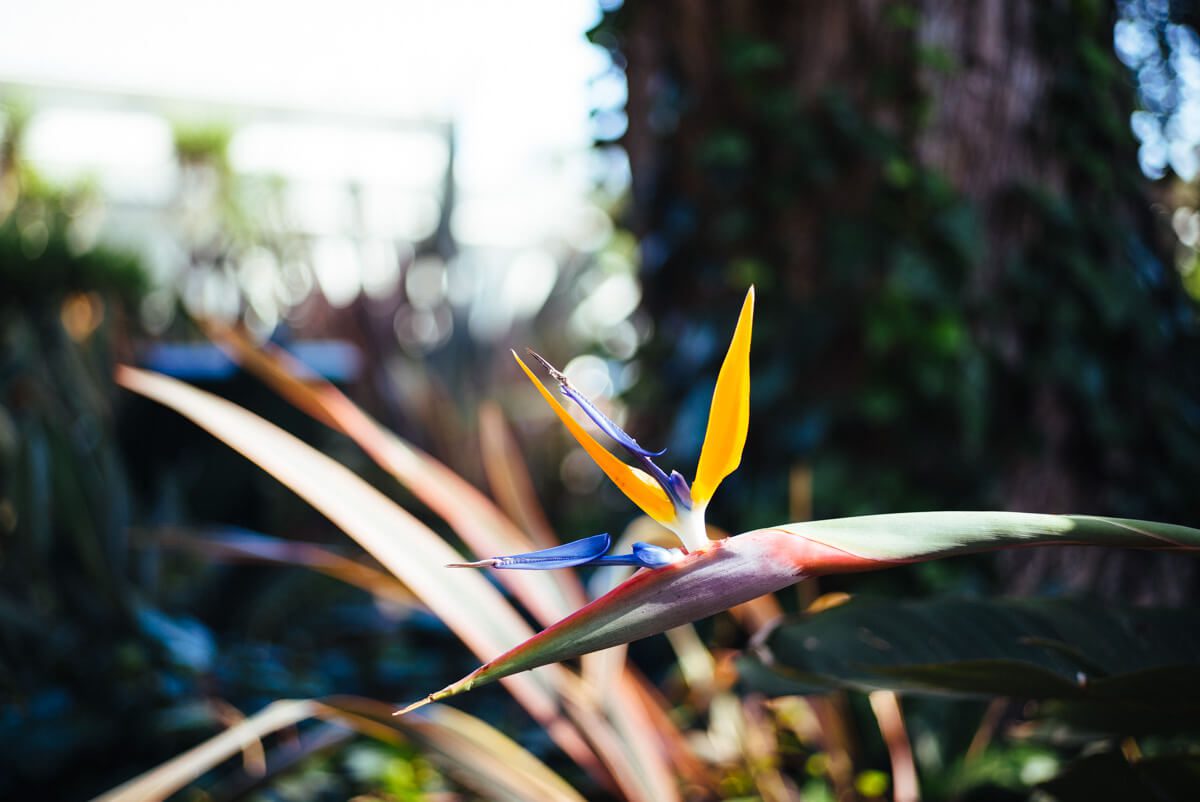 bird of paradise Spa at The Four Seasons Biltmore Santa Barbara