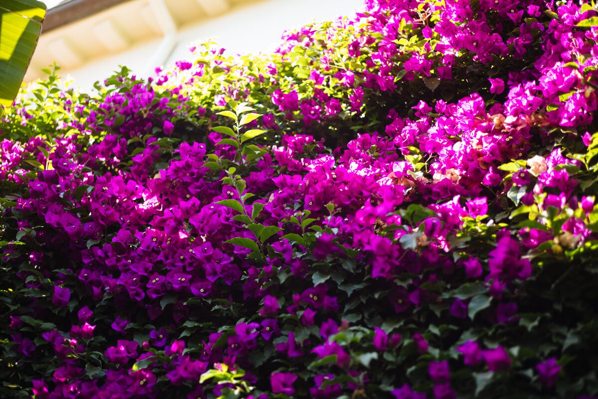 Bougainvilleas at The Four Seasons Biltmore Santa Barbara, more over on the taste edit