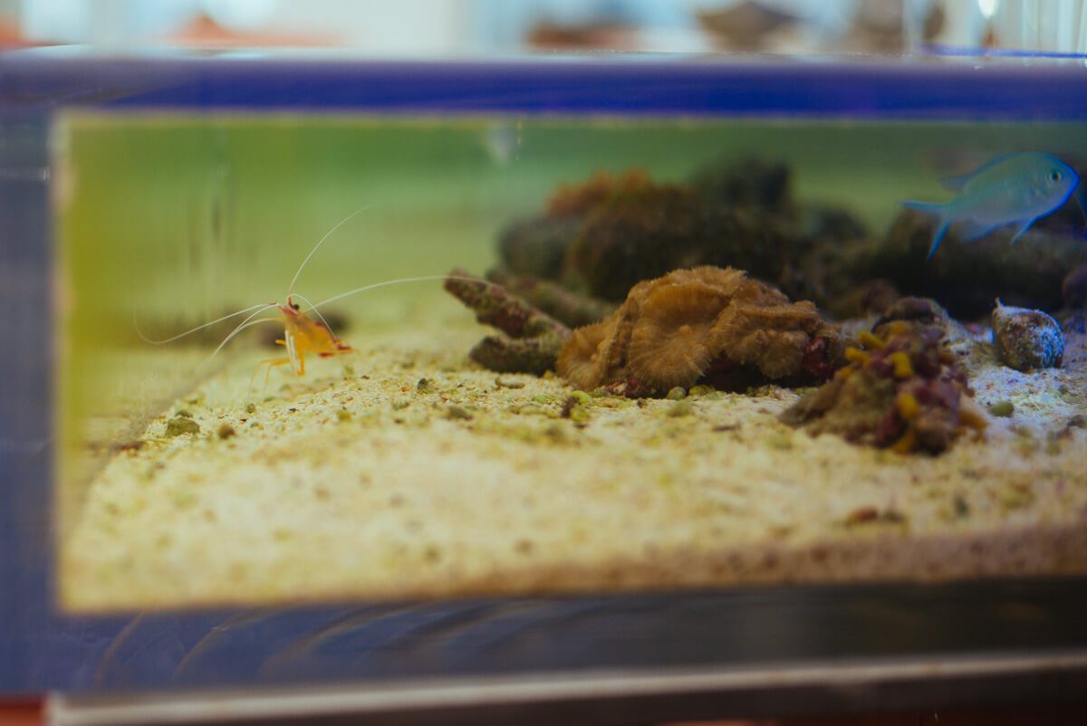 Fish and shrimp are a part of The Coral Reef Bar at the Coral Casino Beach and Cabana Club, Four Seasons Biltmore Santa Barbara