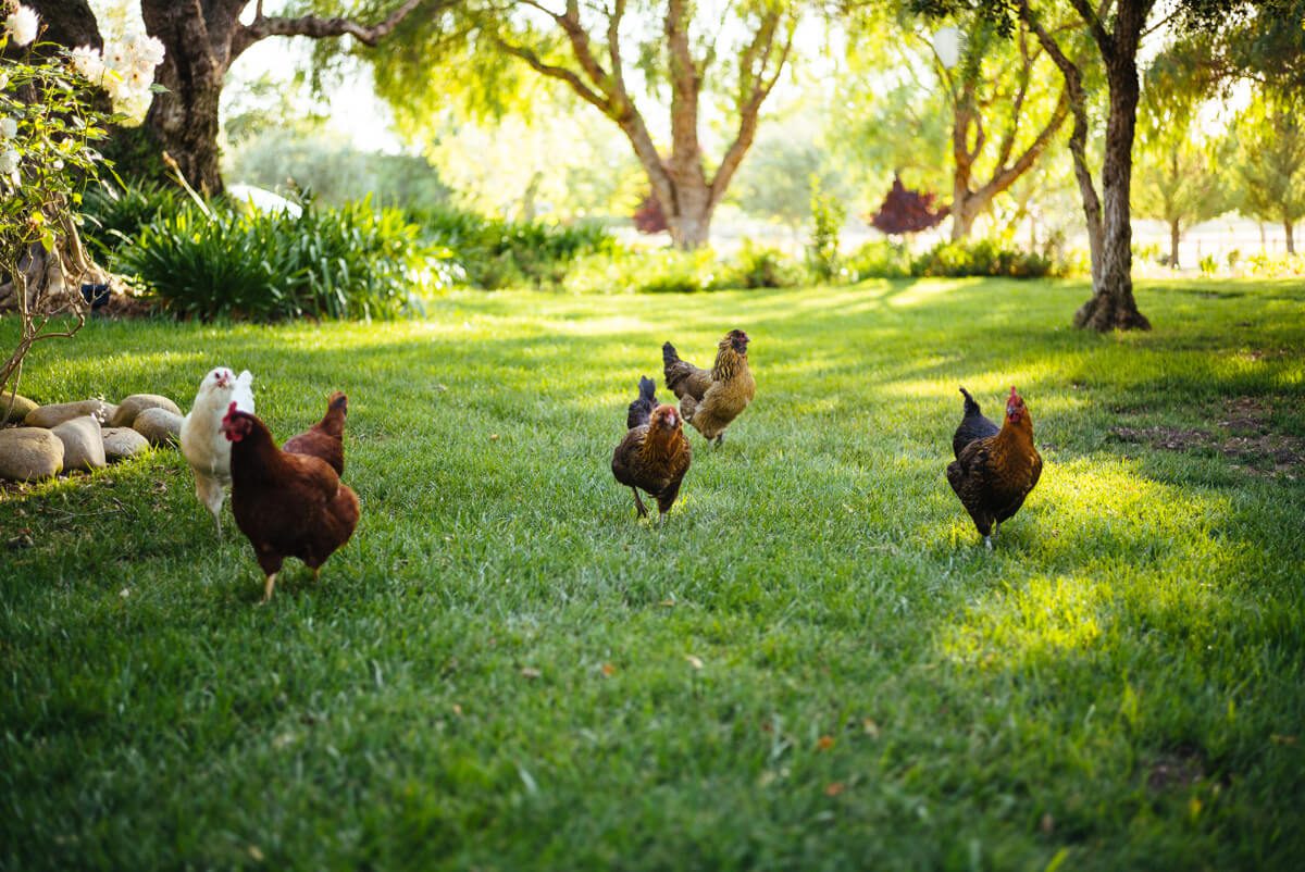 Liquid Farm's Chickens are named after The Golden Girls