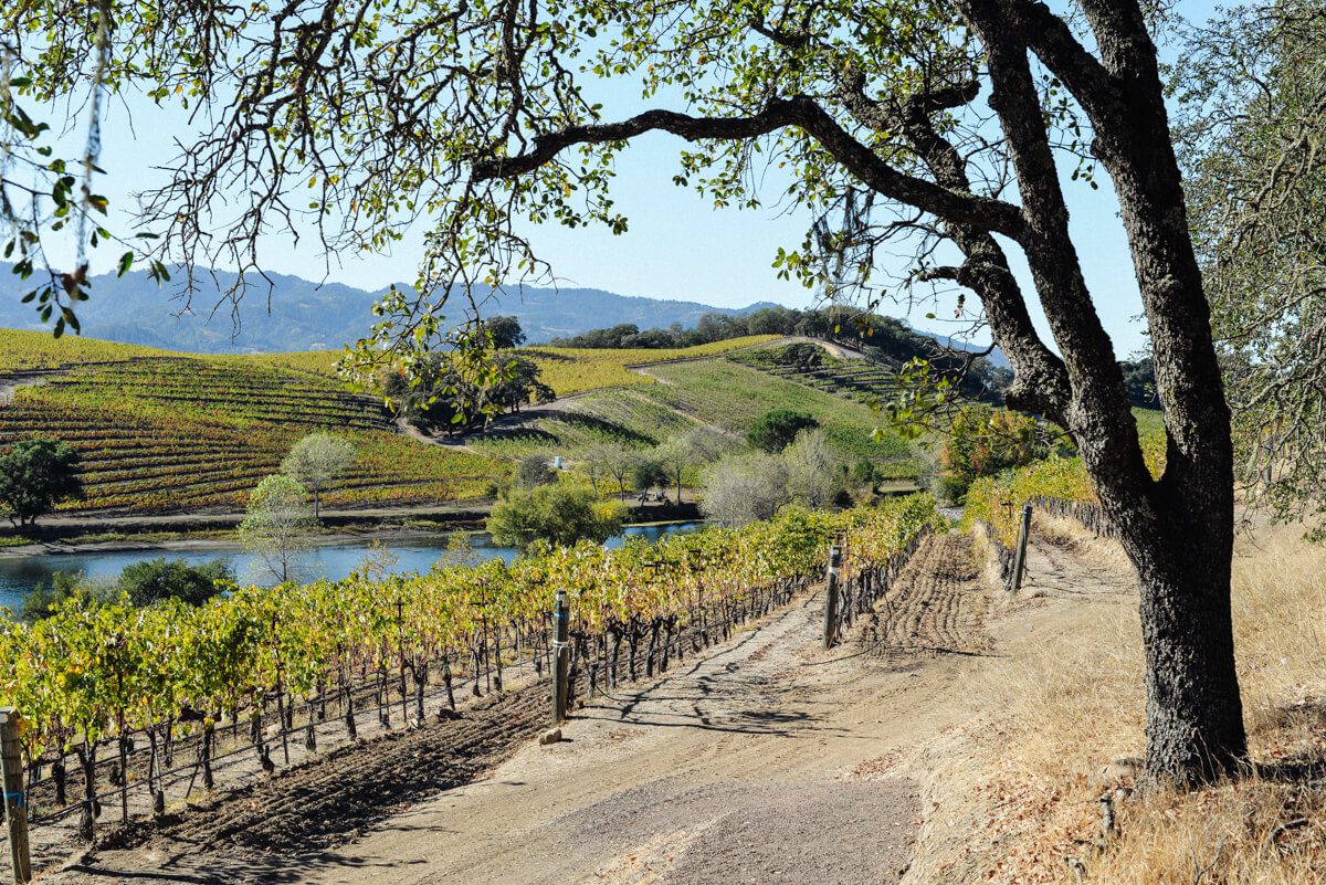 Quintessa winery vineyards in Rutherford of Napa Valley.