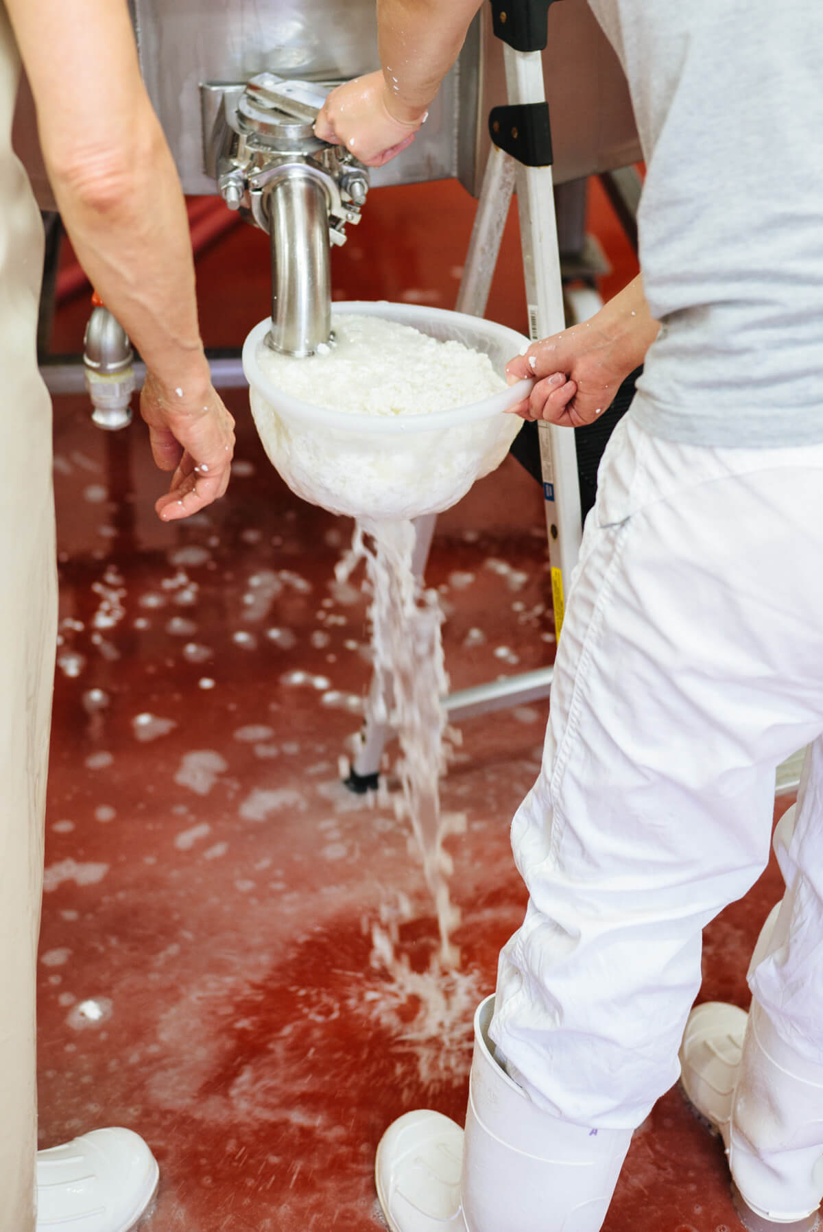cheese making at tomales farmstead creamery