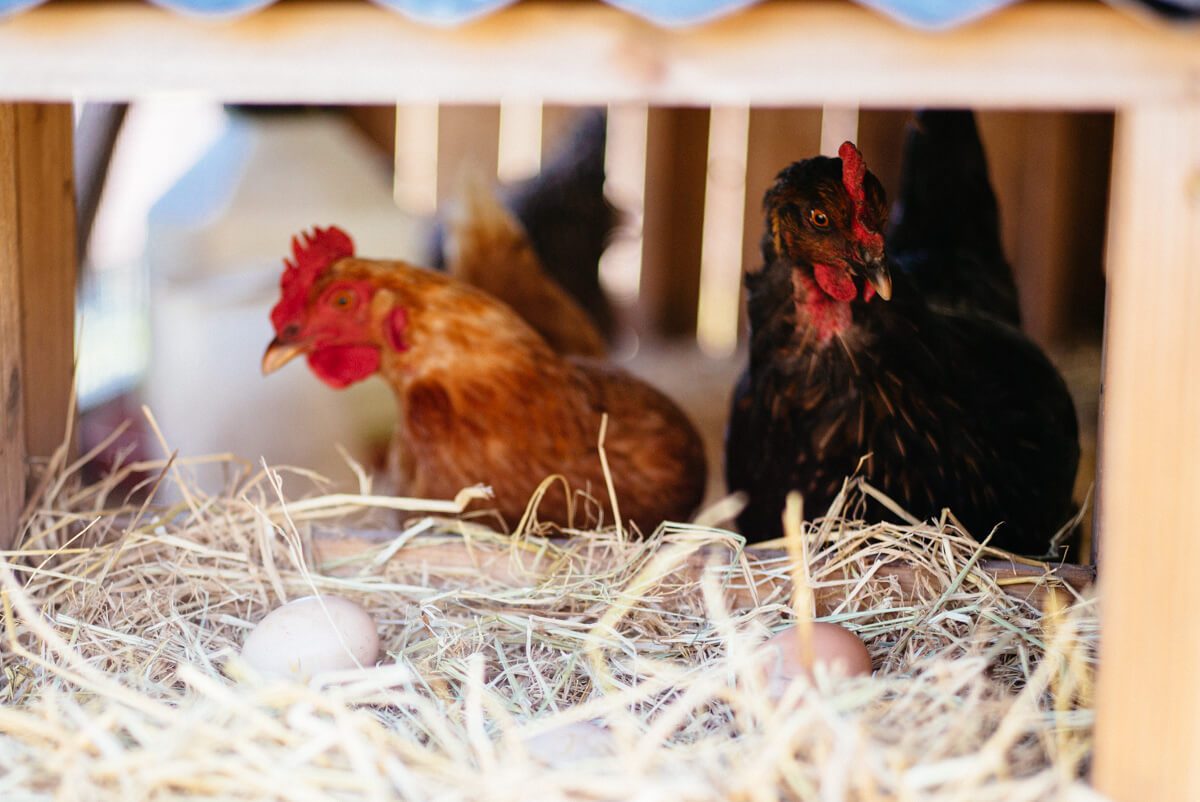Eggs and chickens on Tomales farmstead creamery