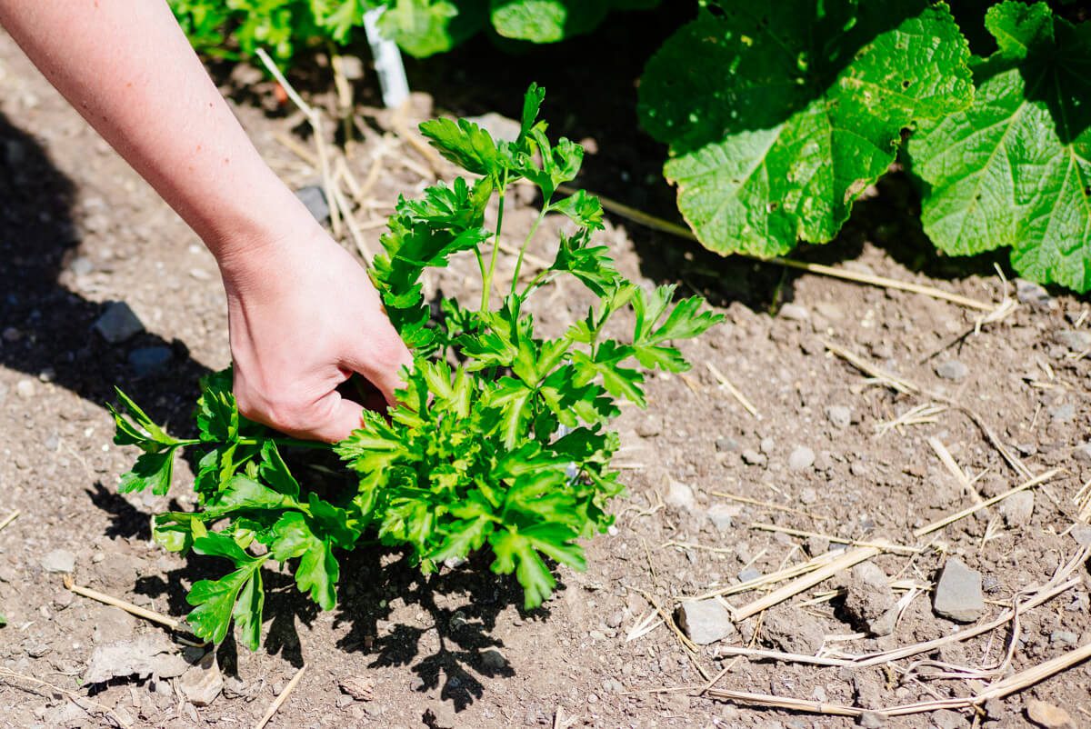 Picking Parsley on the farm