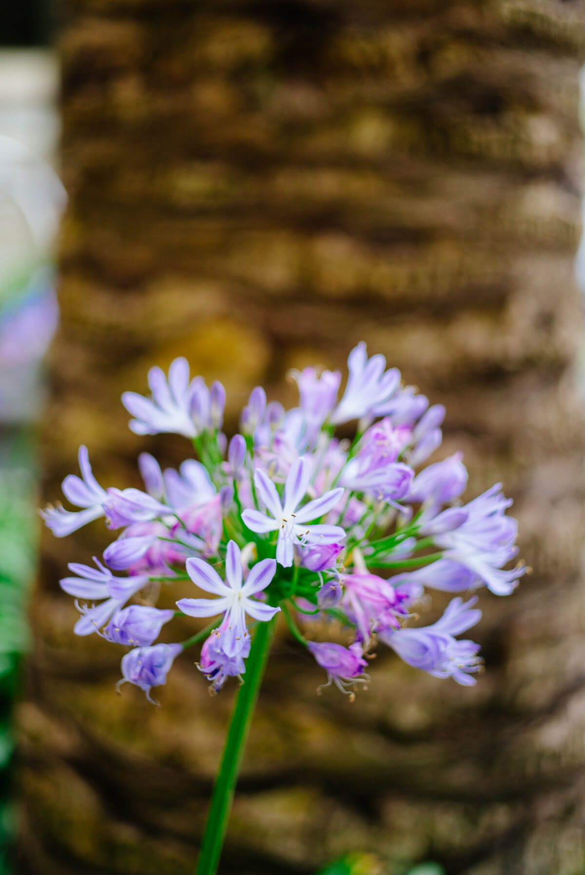 Flowers at The Ritz-Carlton Half Moon Bay