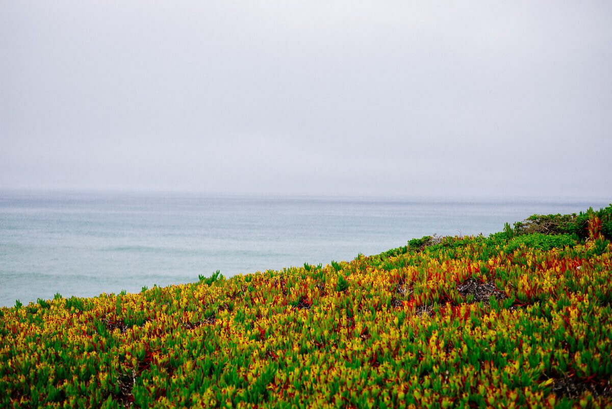 Overlooking the ocean on a walk to the beach at The Ritz-Carlton Half Moon Bay