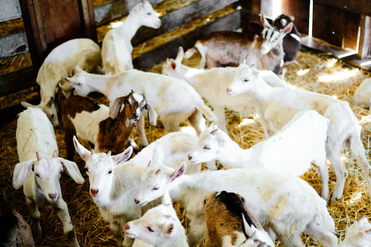 Baby goats Tomales farmstead creamery