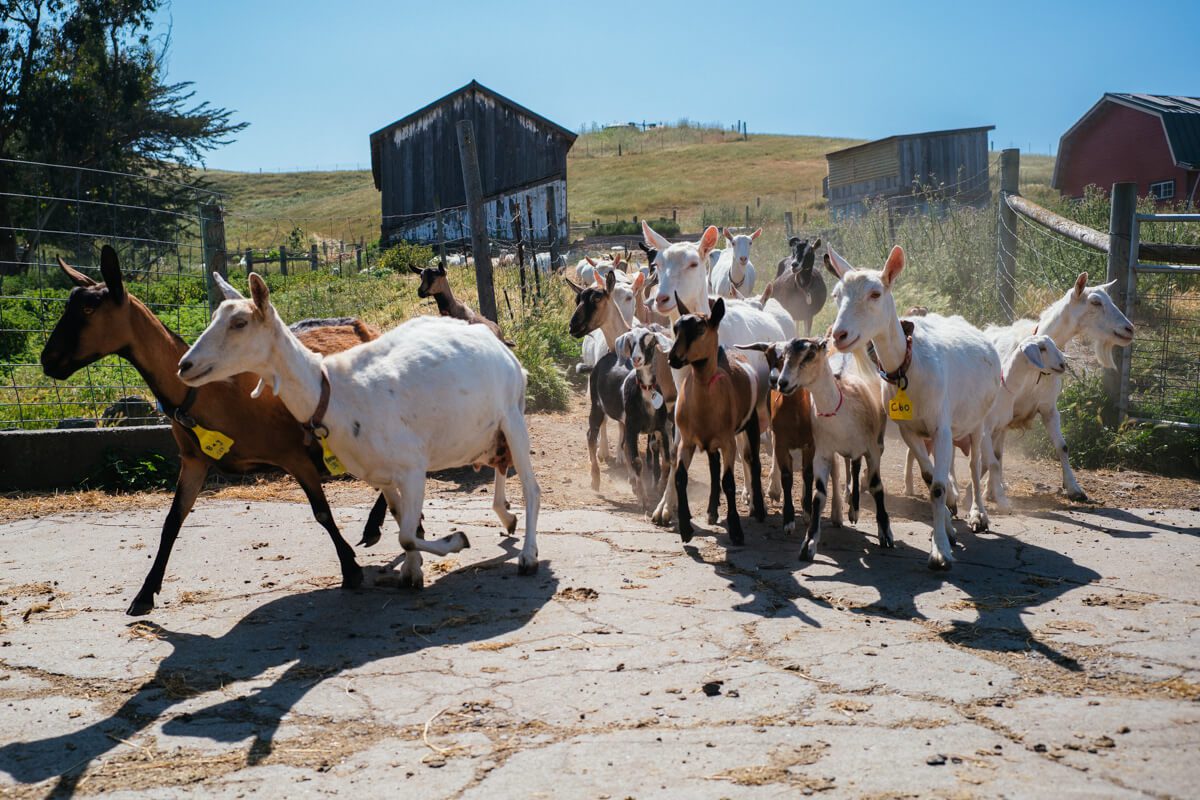 Goats being herded at Tomales farmstead creamery