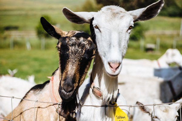 goats from tomales farmstead creamery