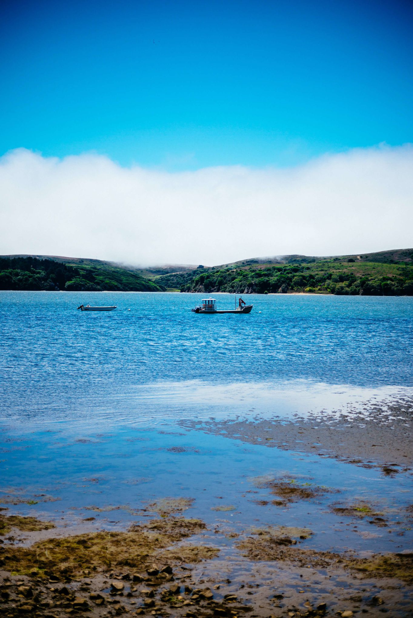 Tamales Bay at Hog Island Oyster Farm in Marshall, Ca 