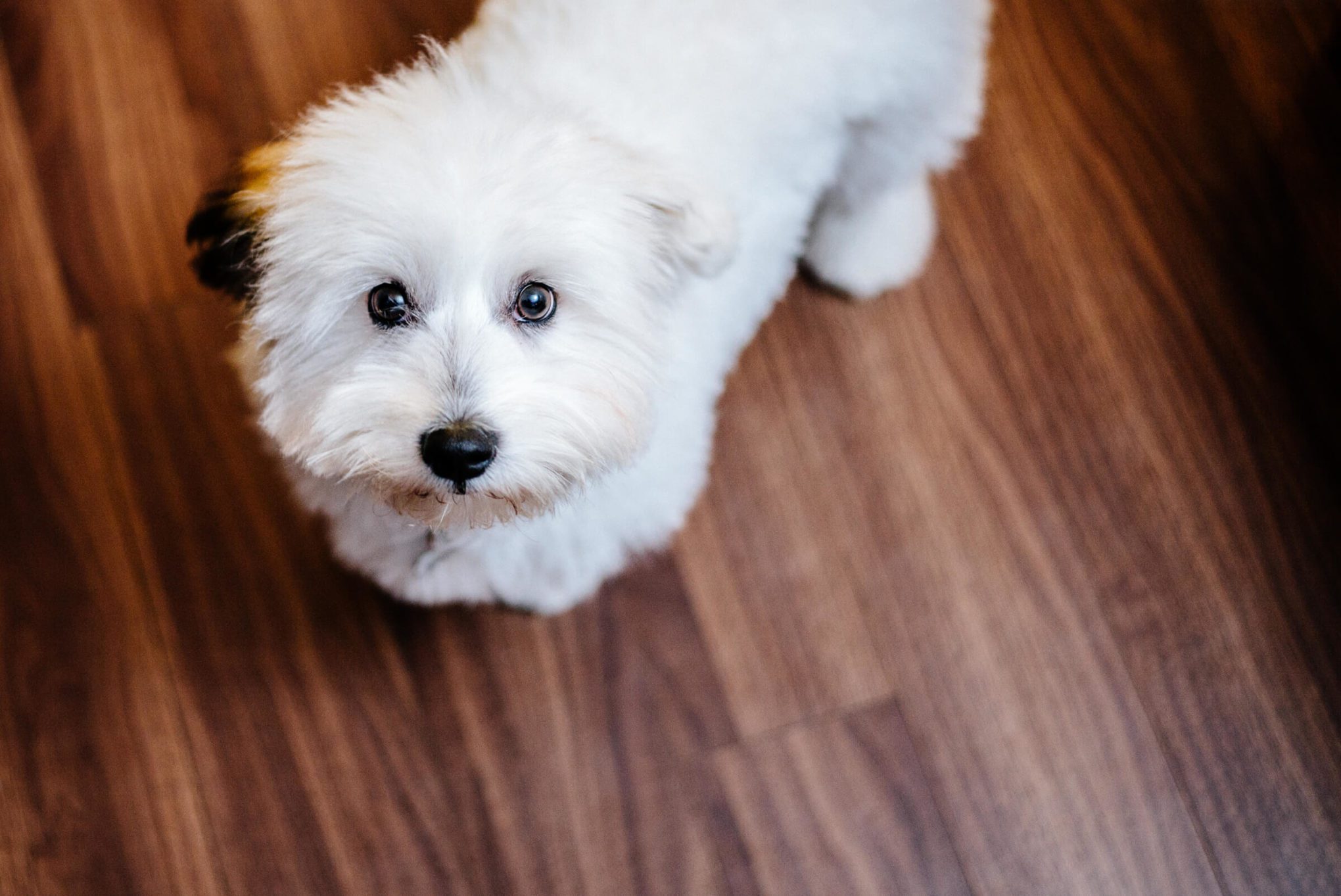 Coton de Tuléar Pele helps us cook in the kitchen
