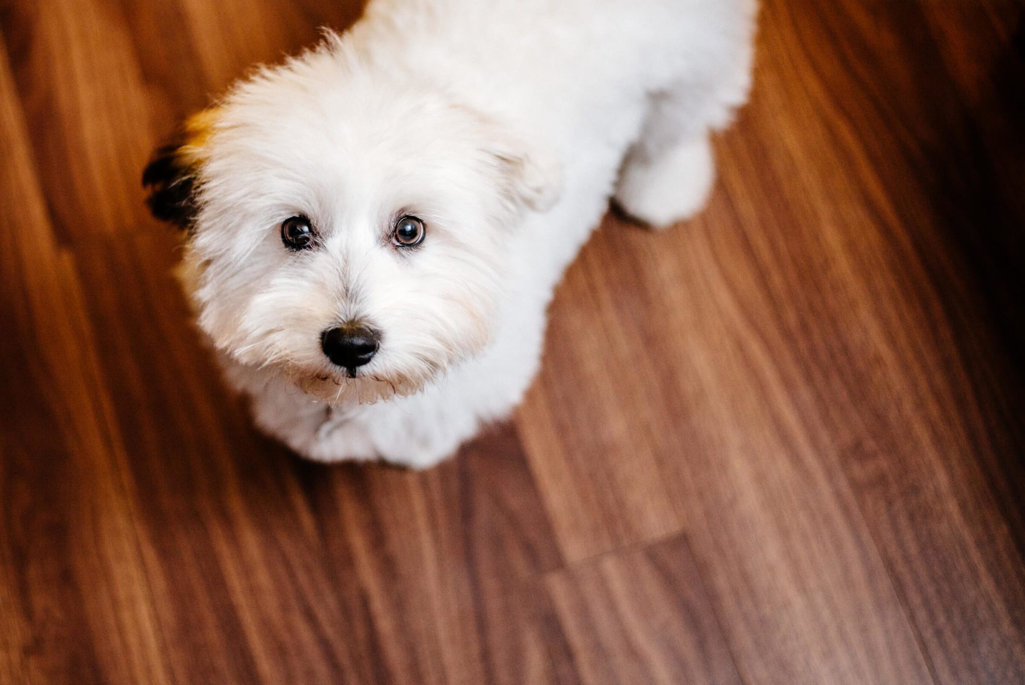 Coton de Tuléar Pele helps us cook in the kitchen
