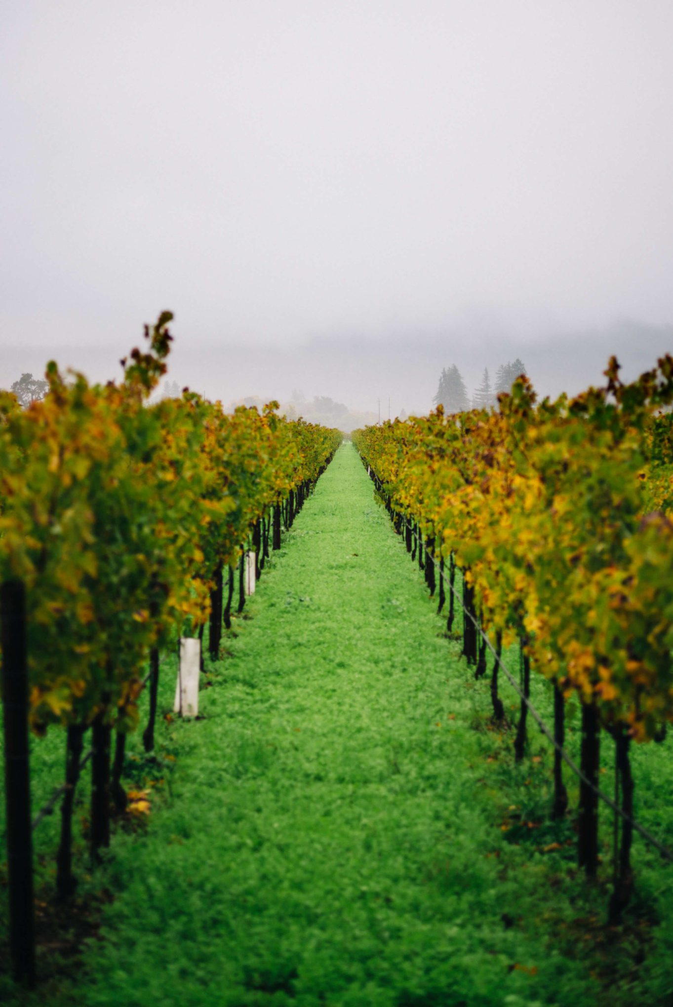 vineyards at Round Pond Estate Rutherford Napa and The Taste Edit