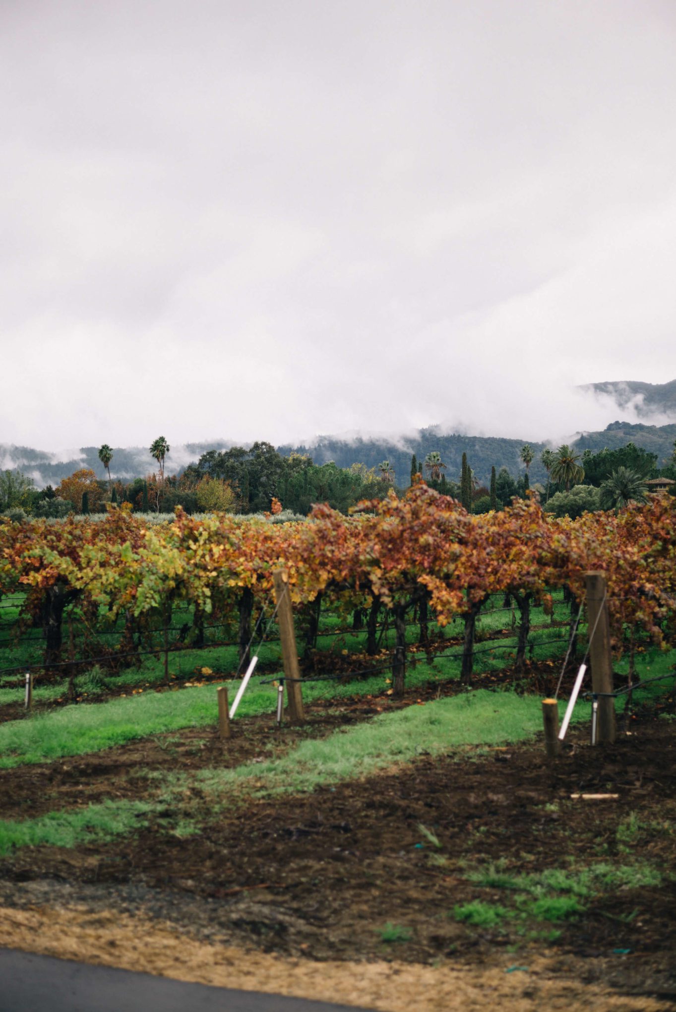 Vineyards of Round Pond Estate Rutherford Napa and The Taste Edit