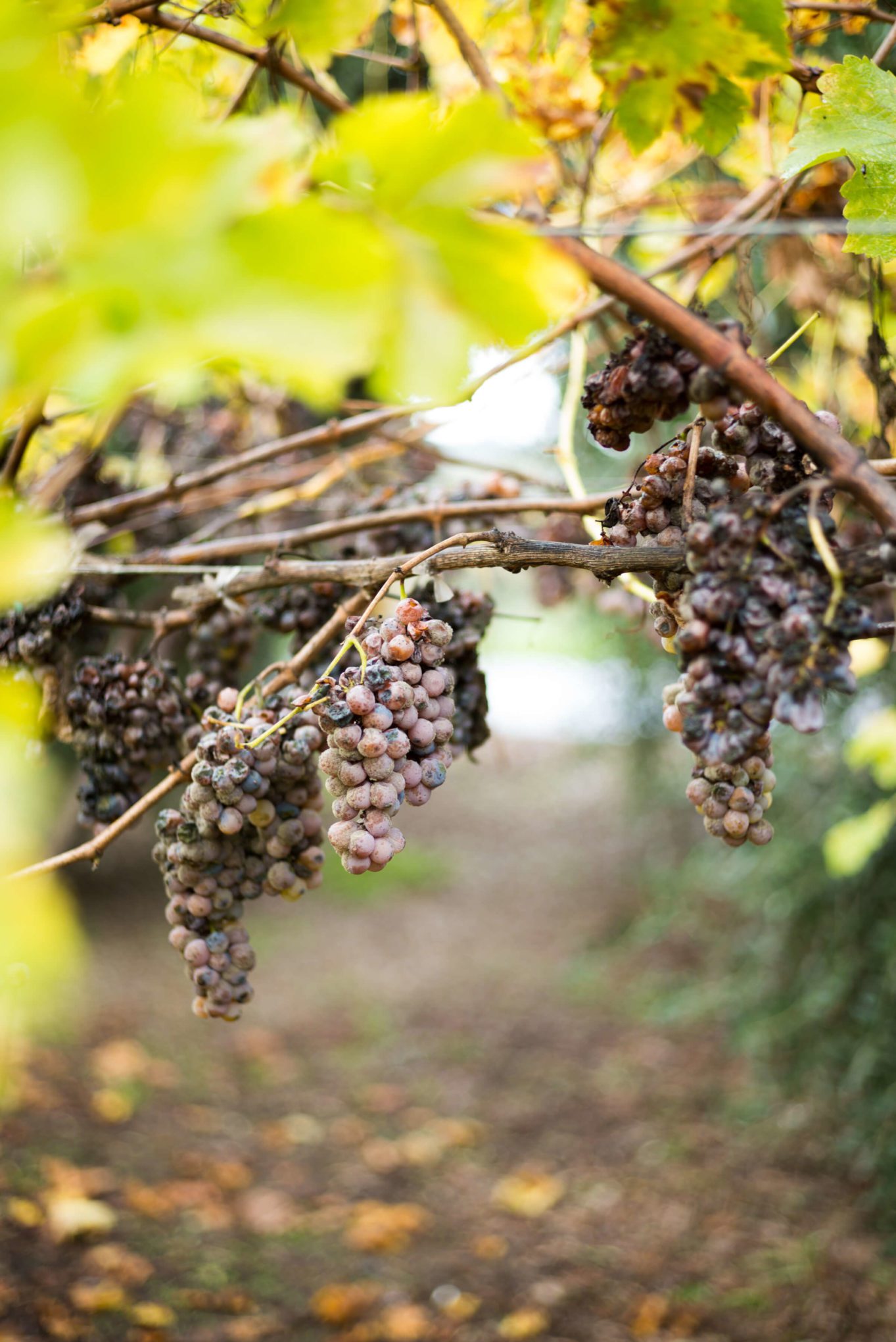 Late Harvest grapes at Round Pond Estate Rutherford Napa and The Taste Edit