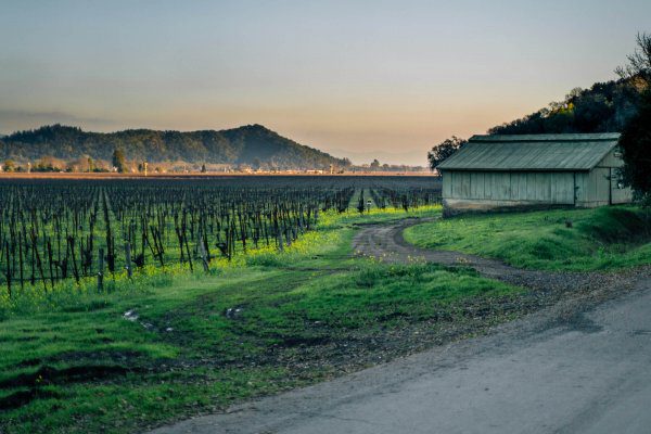 Yountville in Napa Valley by The Taste Edit vineyards and a barn with mustard growing