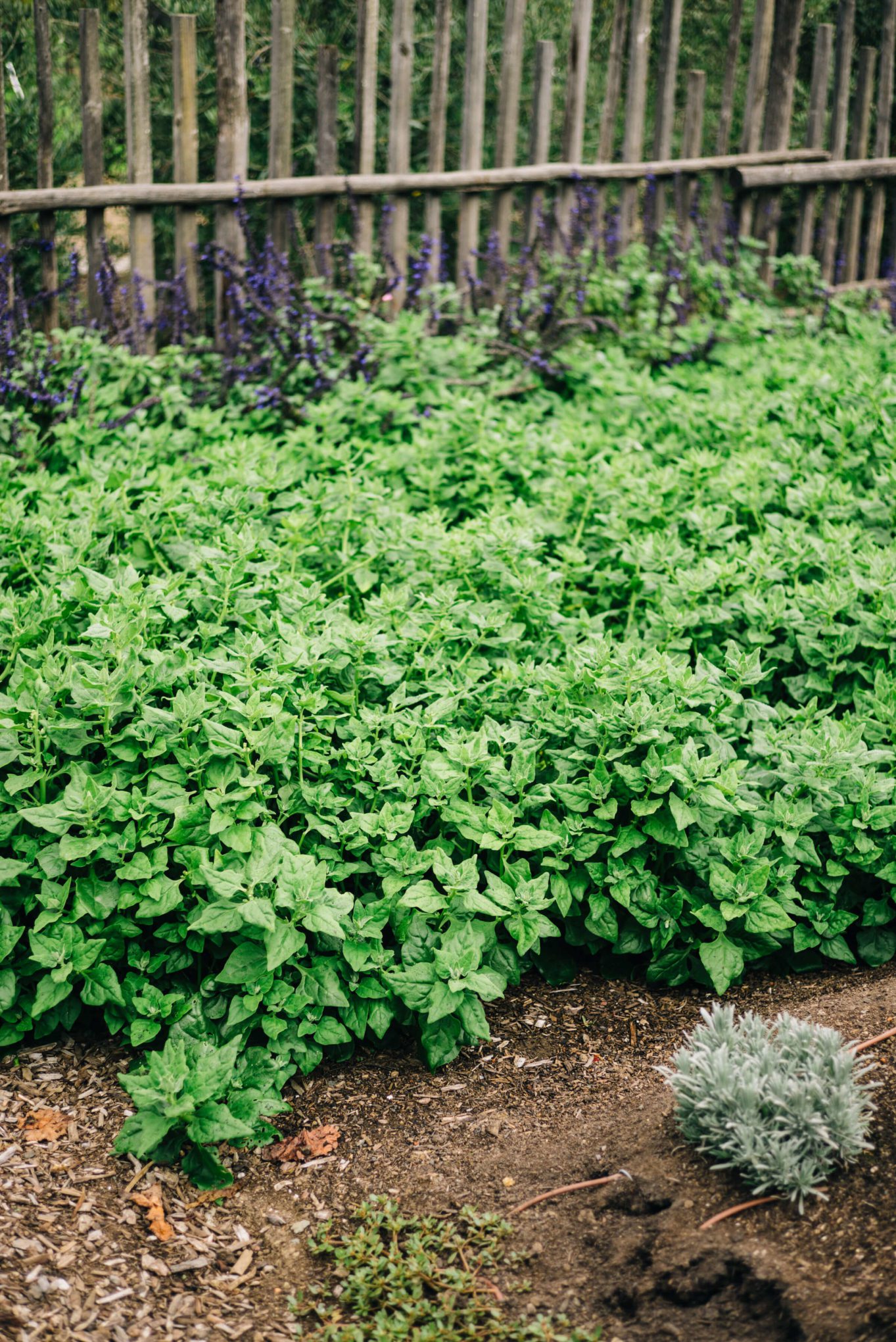 spinach in the garden at Round Pond Estate Rutherford Napa and The Taste Edit