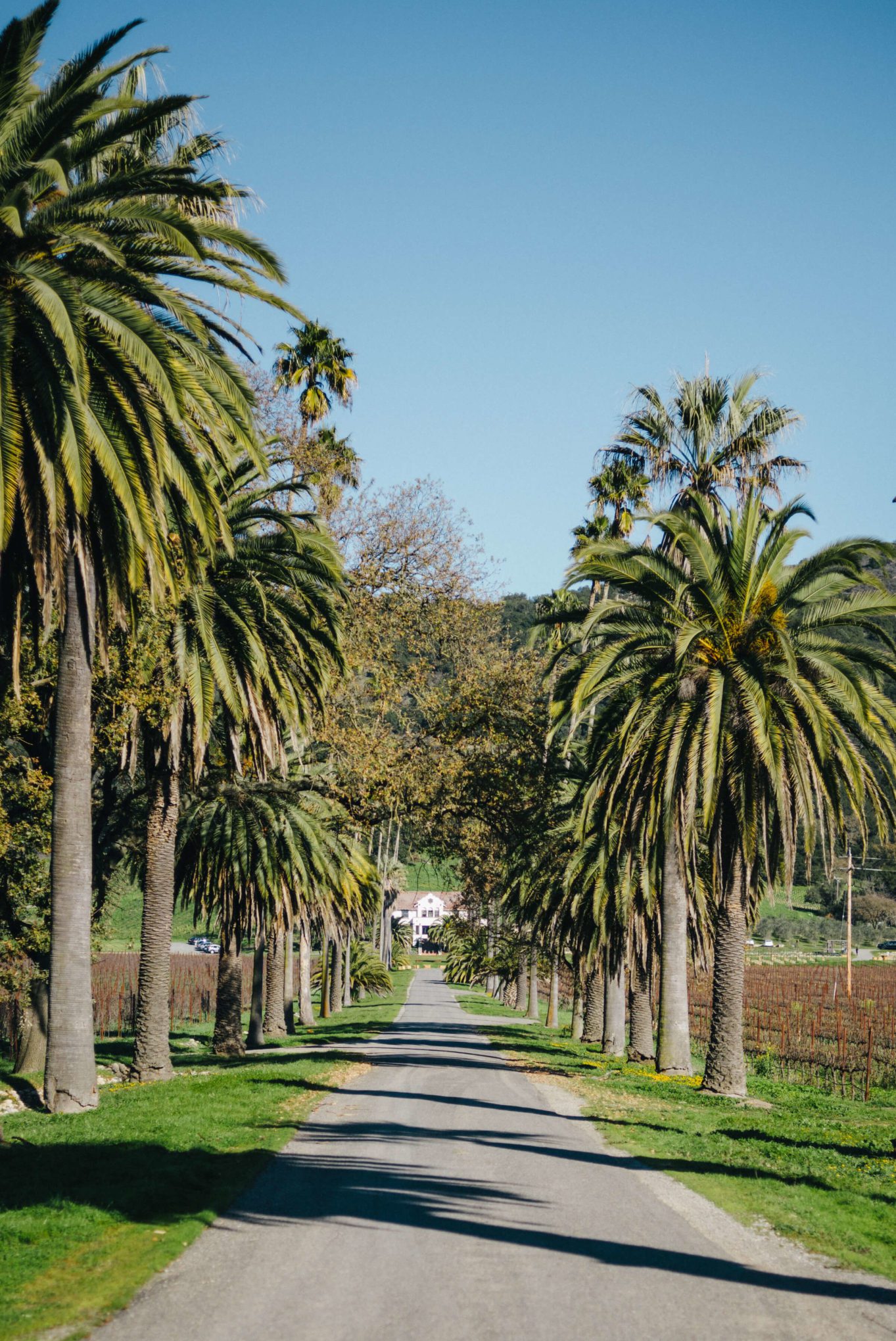 The driveway - The Taste Edit visits Scribe Winery in Sonoma