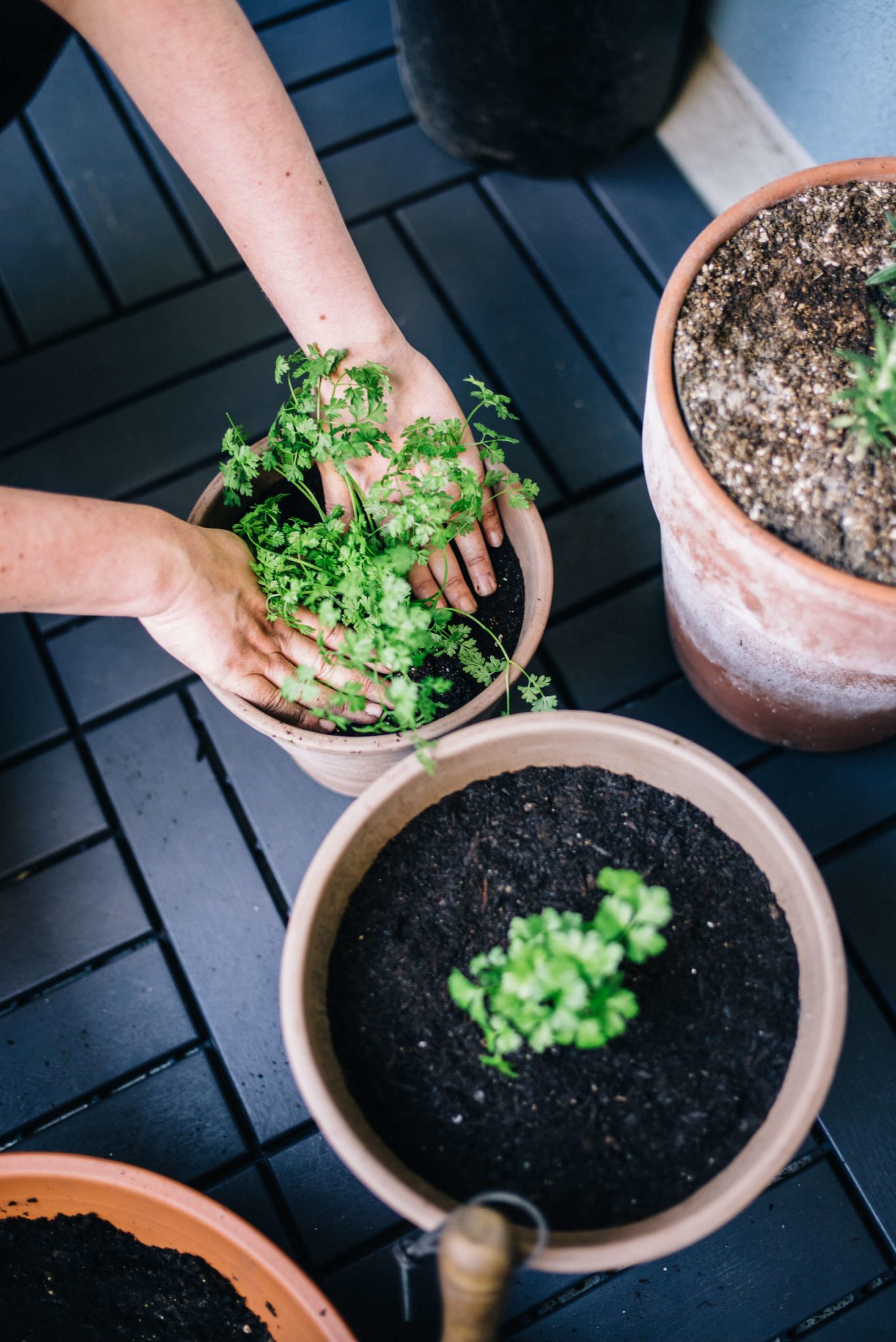 Planting chervil, how to plant a container garden in the city, the taste edit