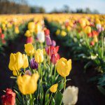 Where to eat for easter brunch in San Francisco - Tulip Festival in Portland Oregon - The Taste Edit