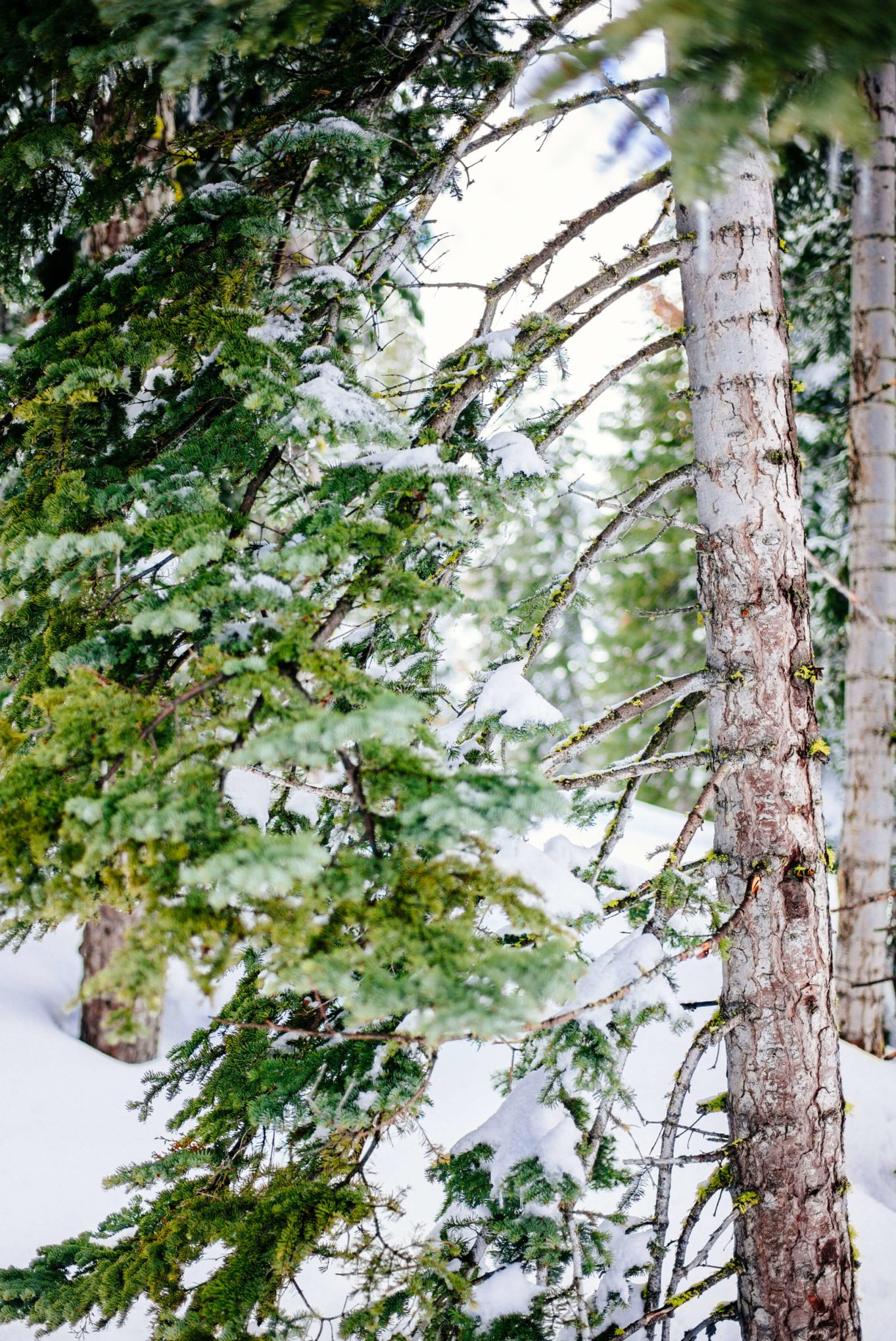 Pine trees at Lake Tahoe's Northstar Ski resort with The Taste Edit