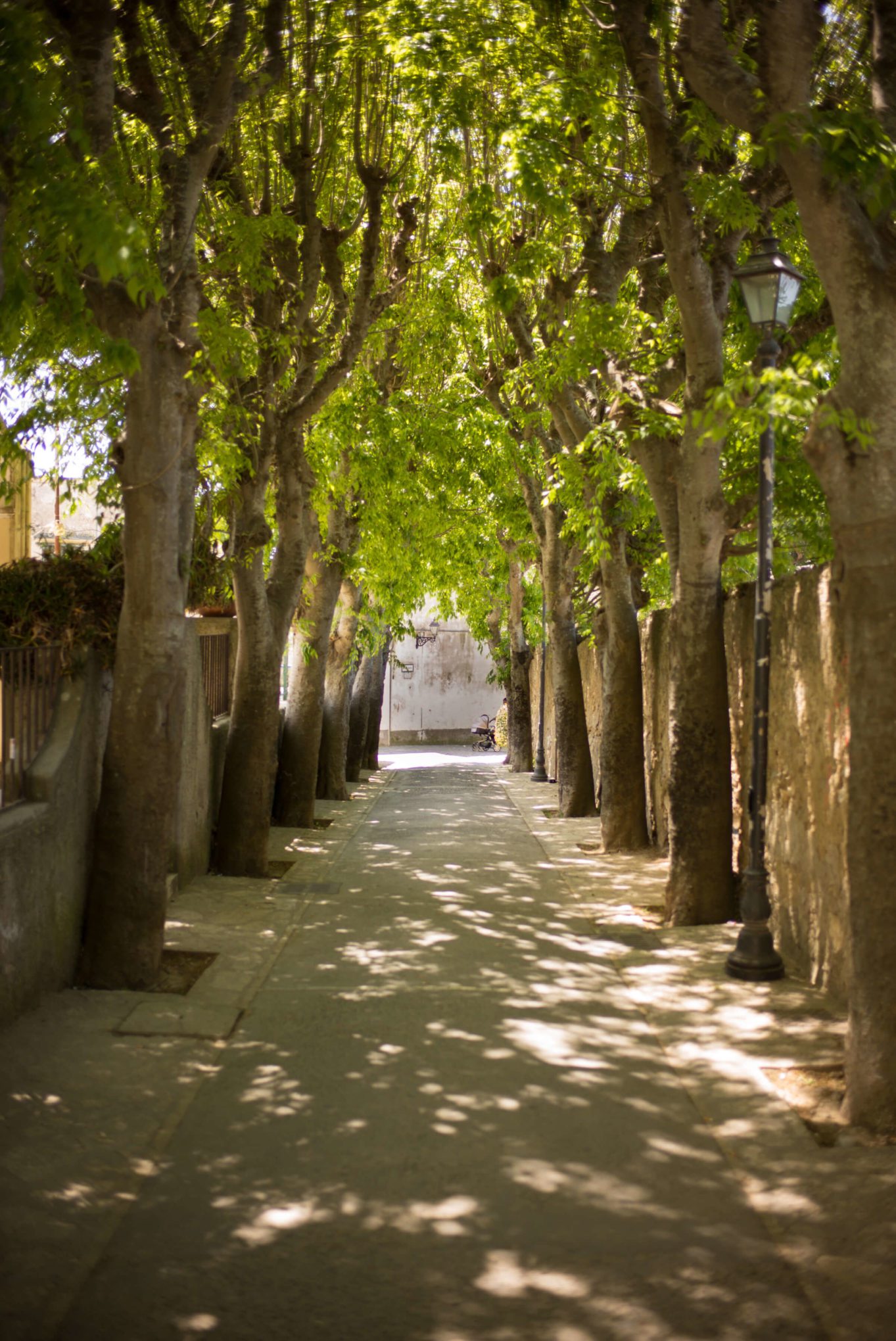 Tree lined streets of Anacapri, The Taste Edit
