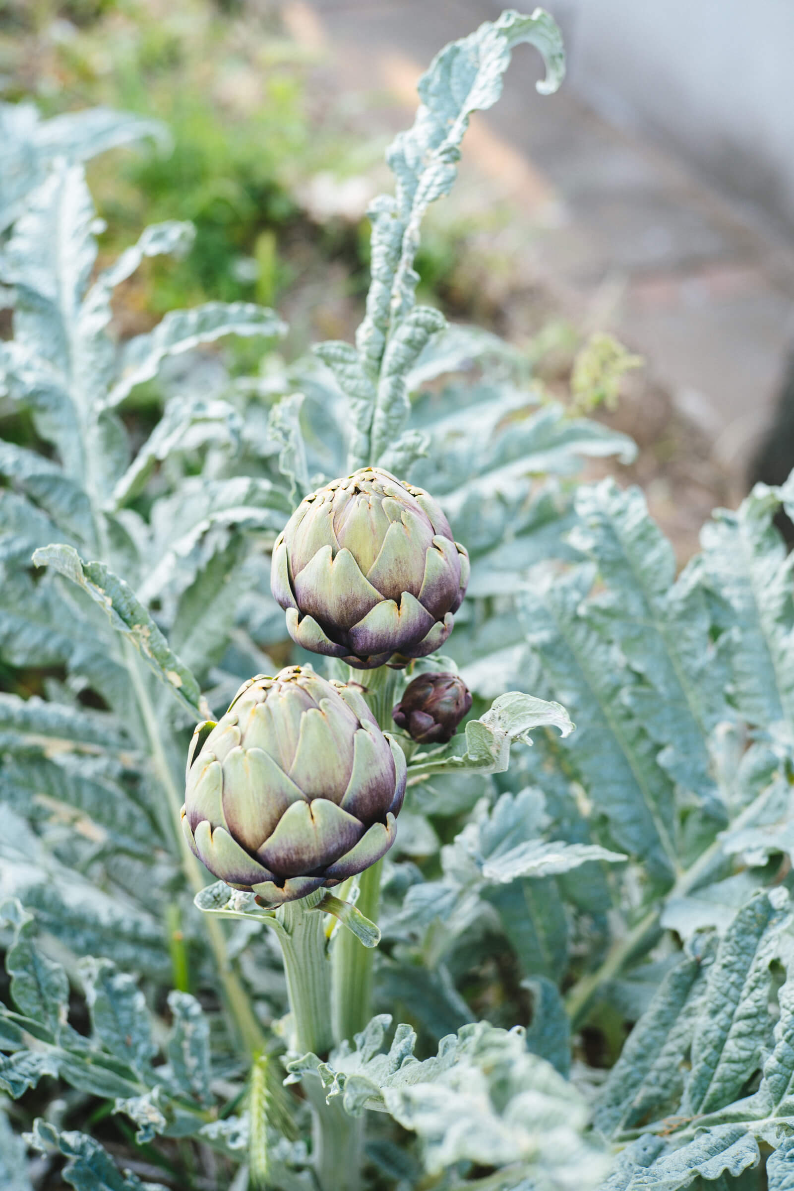 Artichokes in the Edible garden Hotel Caesar Augustus Capri Italy, The Taste Edit