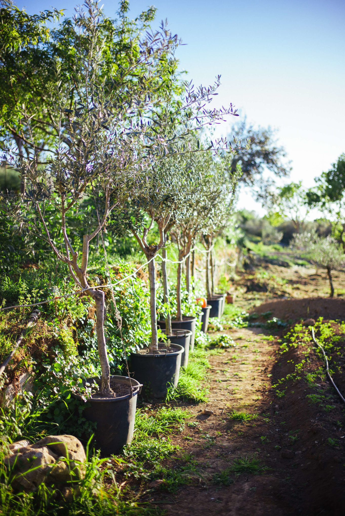 Olive Trees in the garden at Hotel Caesar Augustus in Capri, The Taste Edit