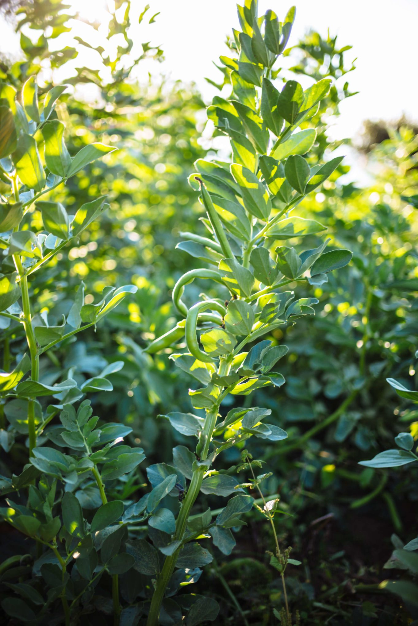 Fava beans at Hotel Caesar Augustus in Capri, The Taste Edit