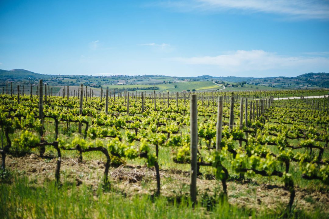 Go wine tasting in Umbria Italy