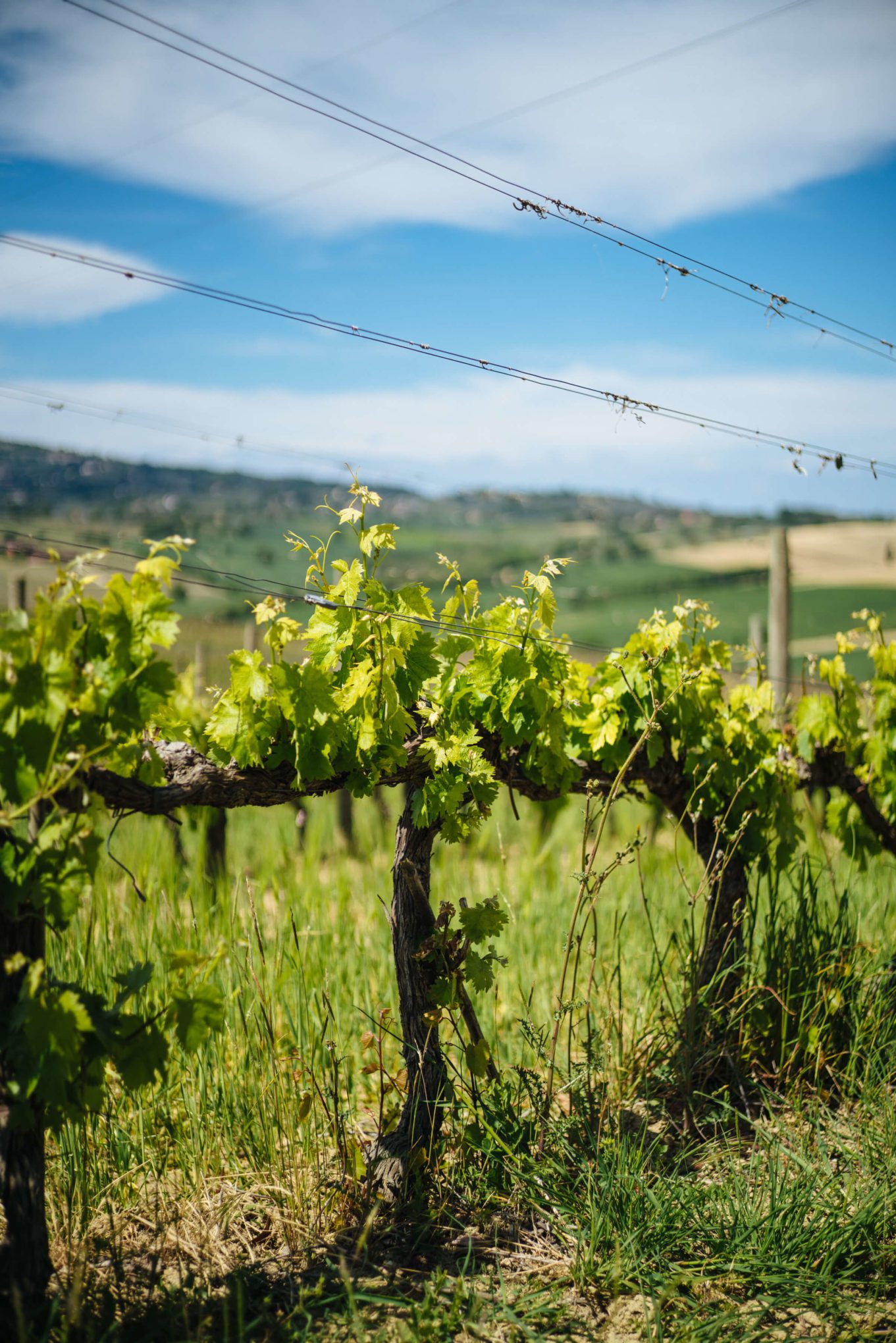 Vines at Cantina Scacciadiavoli Winery in Montefalco Umbria Italy, The Taste Edit