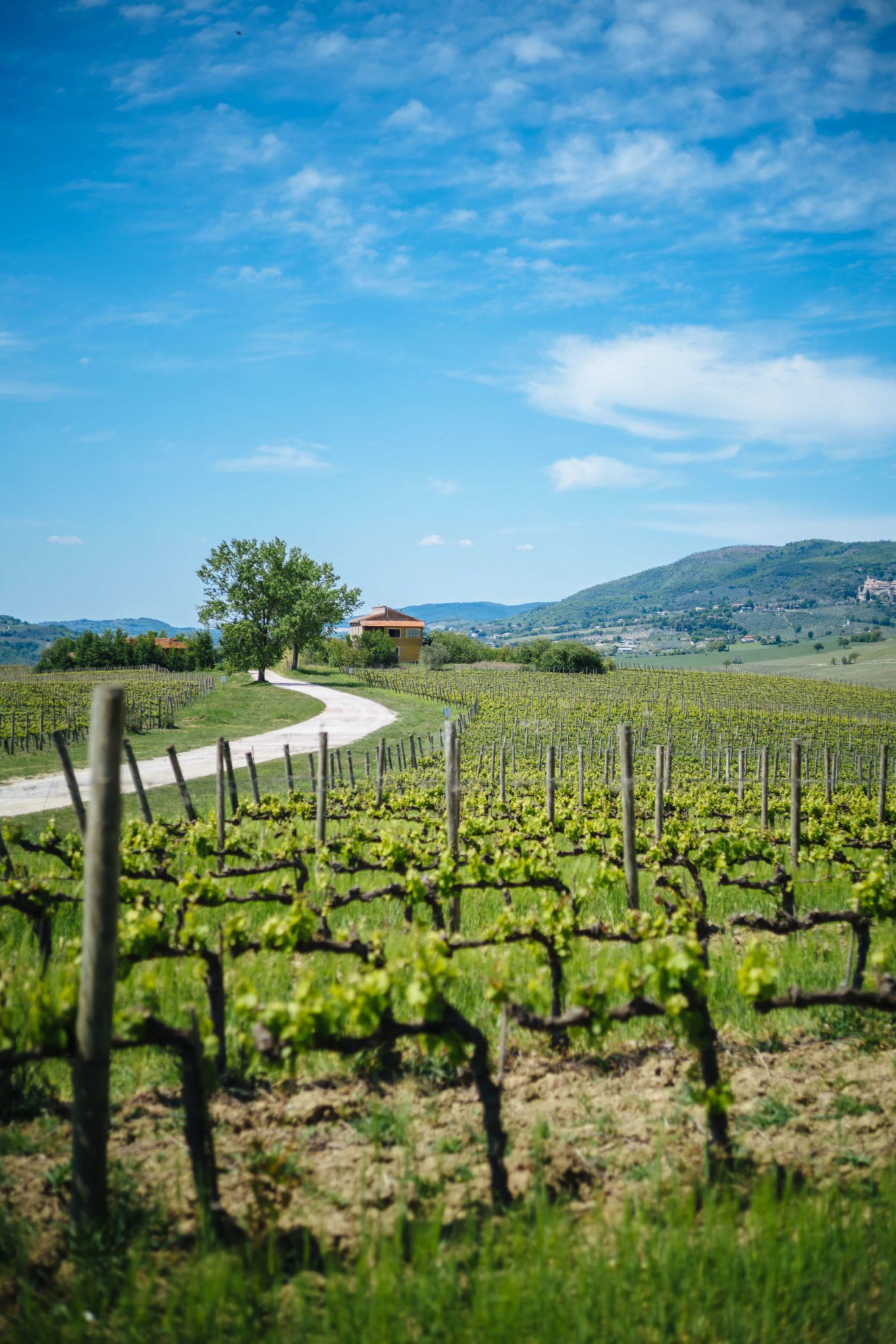 House at the Vineyards at Cantina Scacciadiavoli Winery in Montefalco Umbria Italy, The Taste Edit