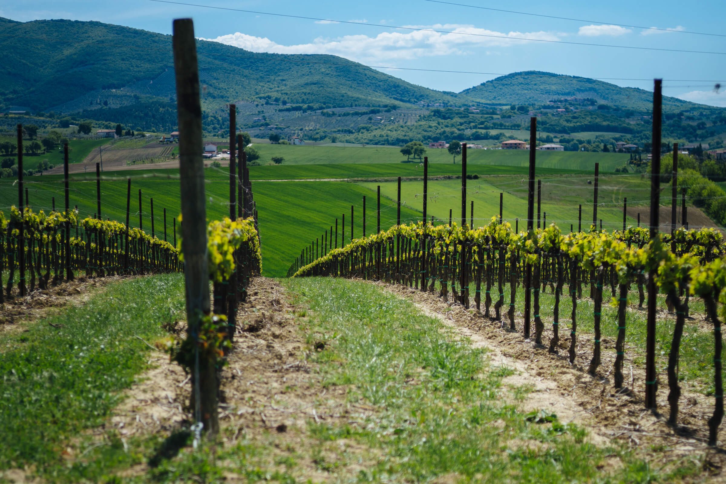 Looking over the vineyard the Cantina Scacciadiavoli Winery in Montefalco Umbria Italy, The Taste Edit