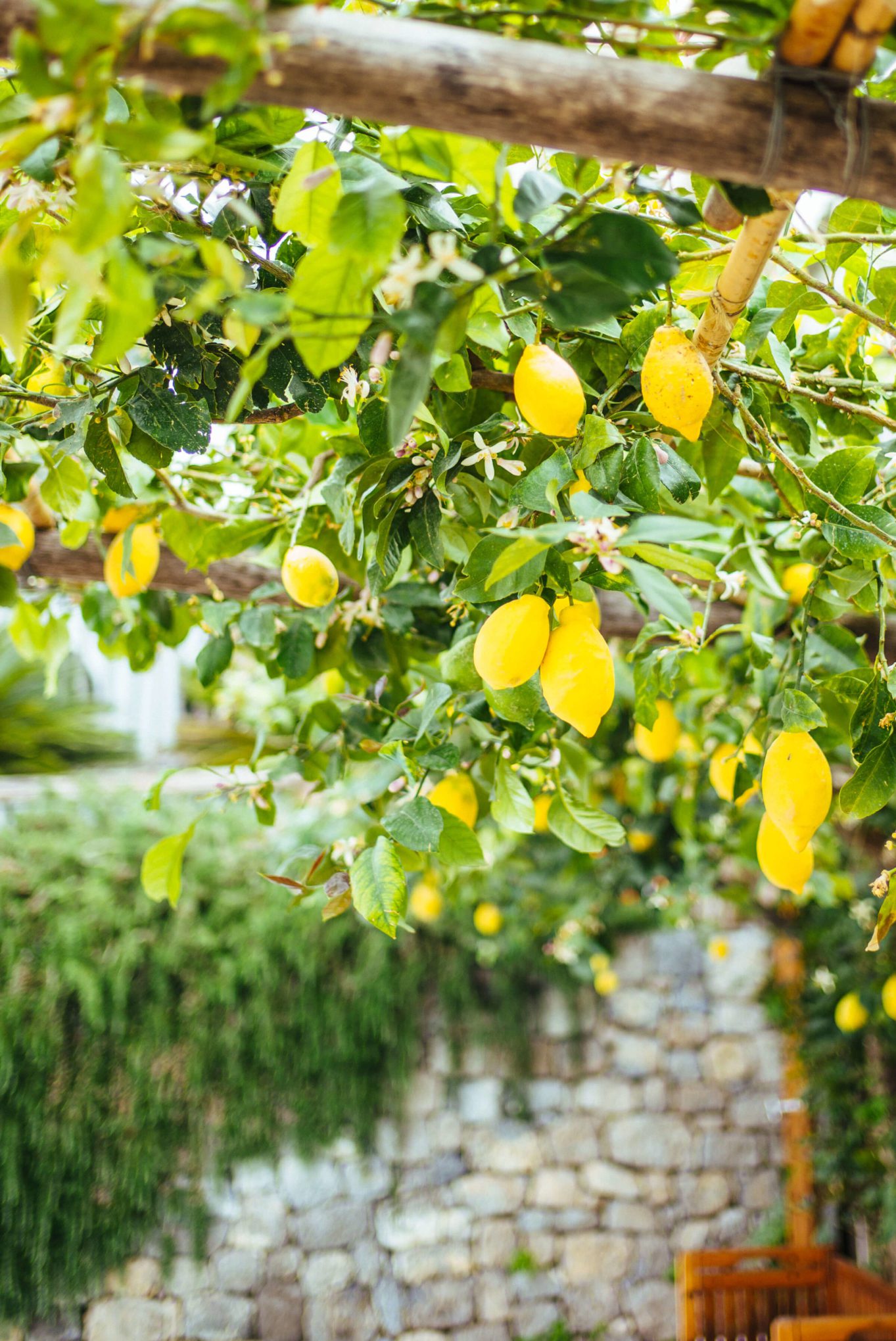 lemon trees by the pool at Casa Angelina Lifestyle Hotel in Praiano Italy, The Taste Edit