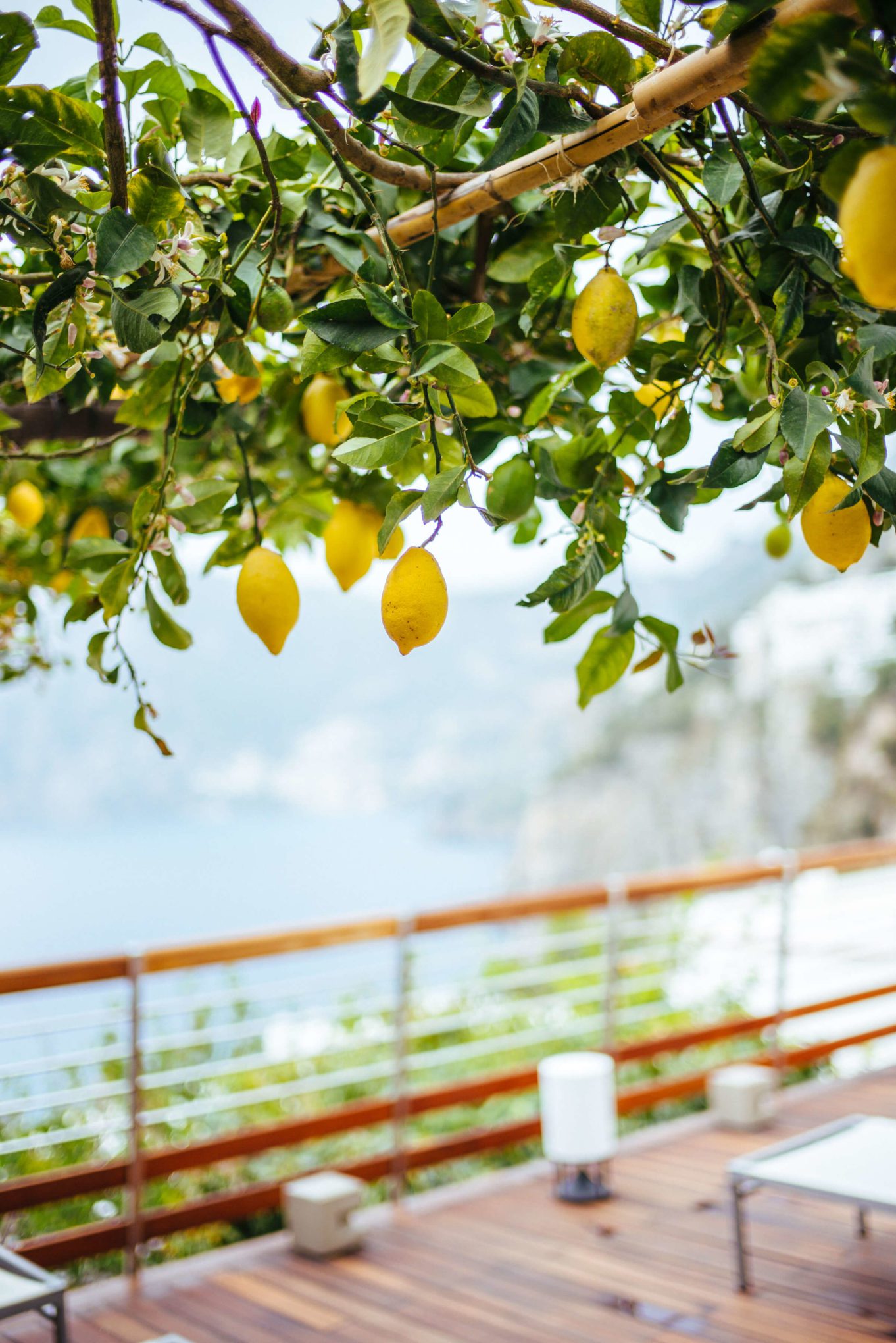 Lemon trees overlooking the amalfi coast at Casa Angelina Lifestyle Hotel in Praiano Italy, The Taste Edit