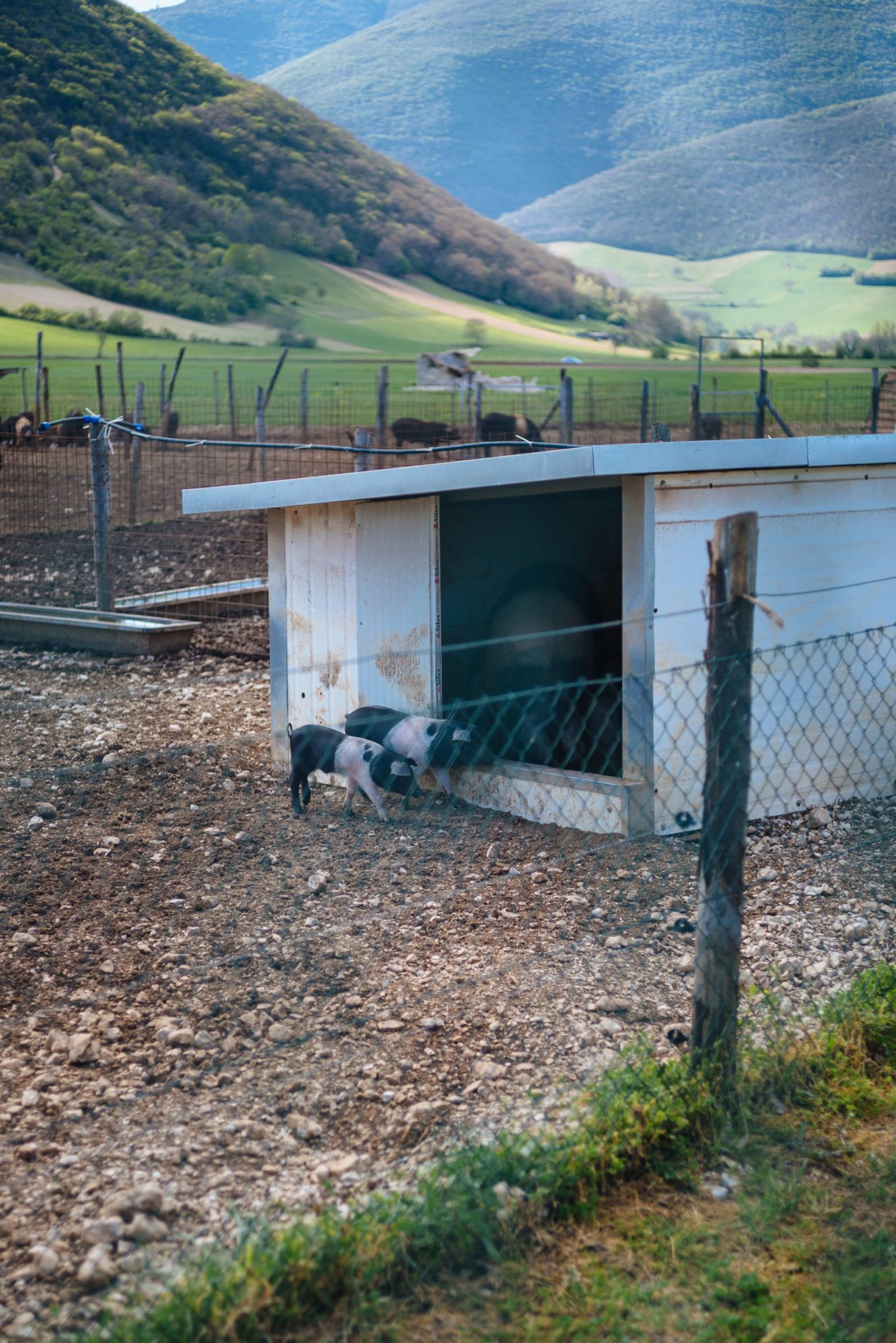 Pigs and pork from Norcia Umbria Italy countryside, The Taste Edit