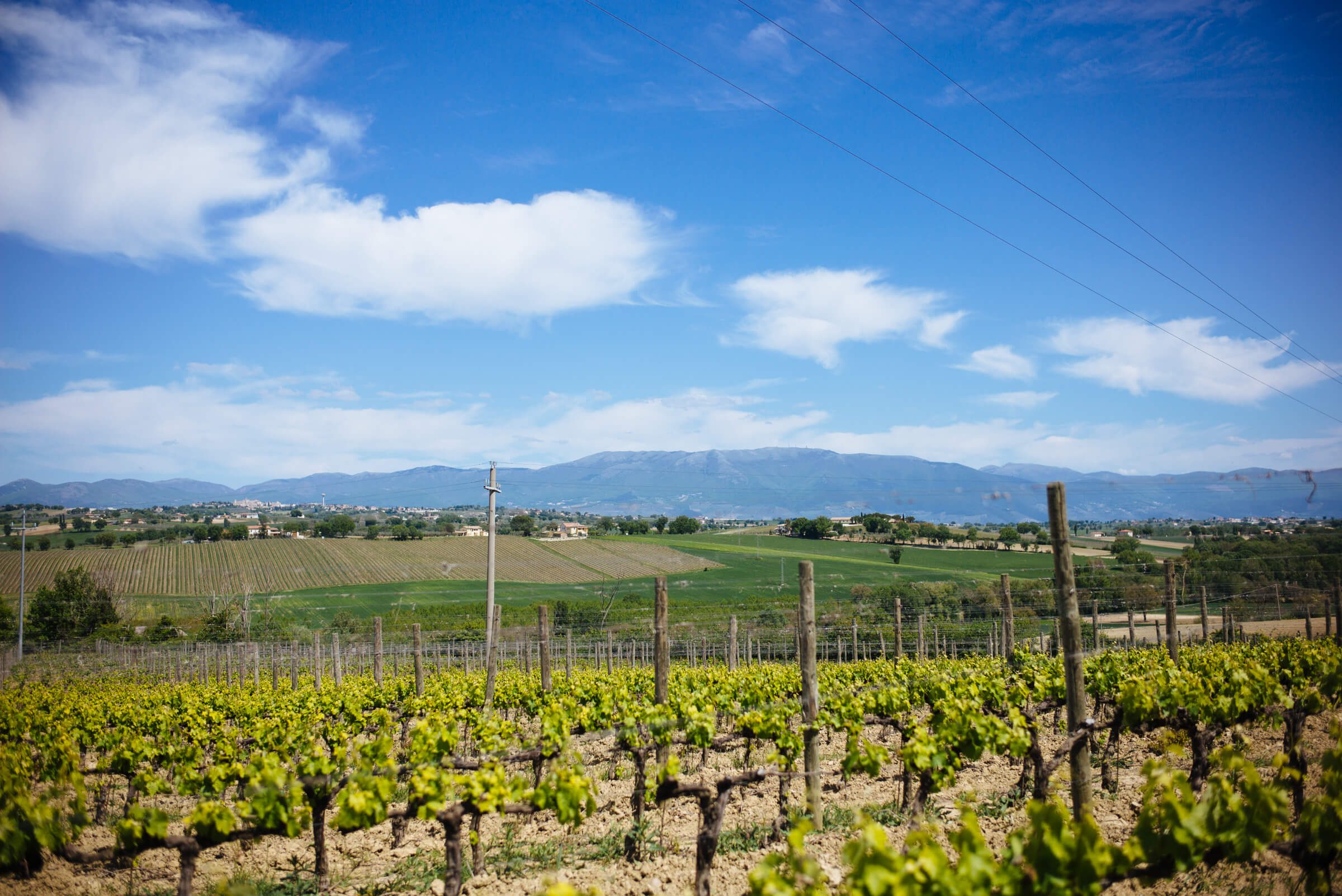 Vineyards at Cantina Scacciadiavoli Winery in Montefalco Umbria Italy, The Taste Edit