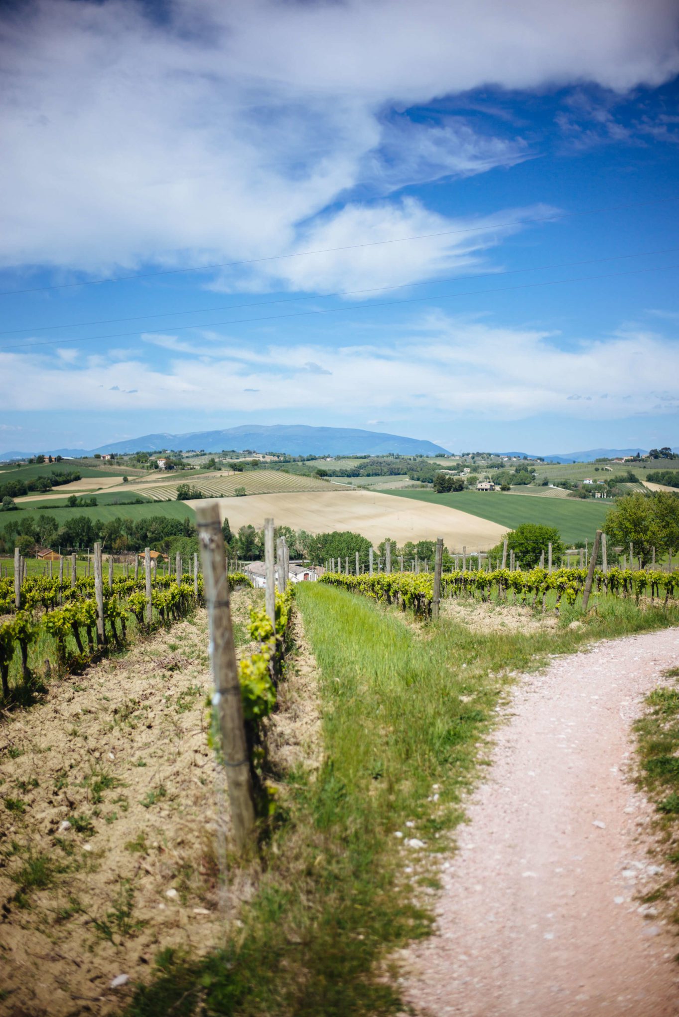 The vineyards to Visit at Cantina Scacciadiavoli Winery in Montefalco Umbria Italy, The Taste Edit