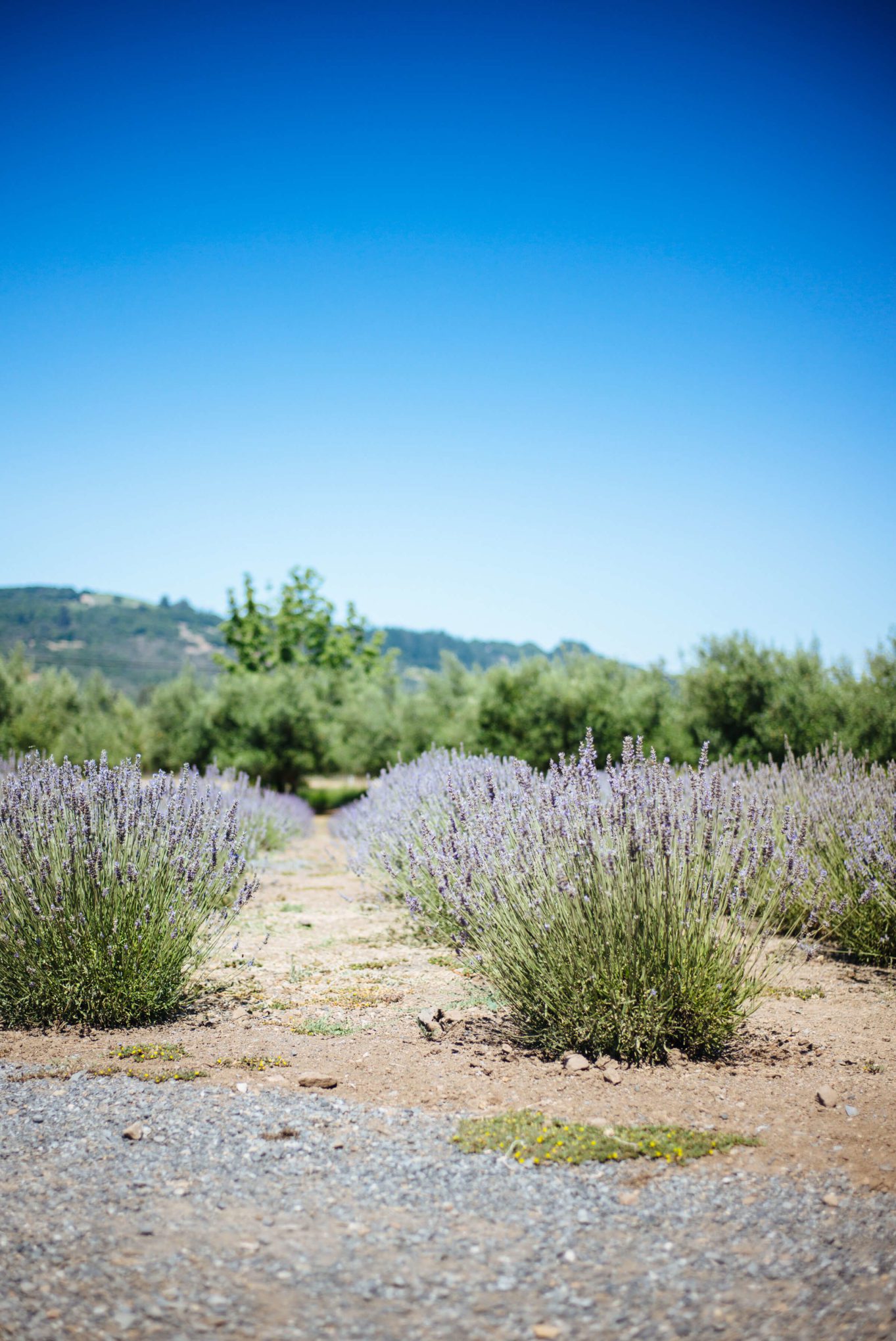 The Taste Edit visits the lavender fields with tons of lavender bushes at manzanita in santa rosa sonoma