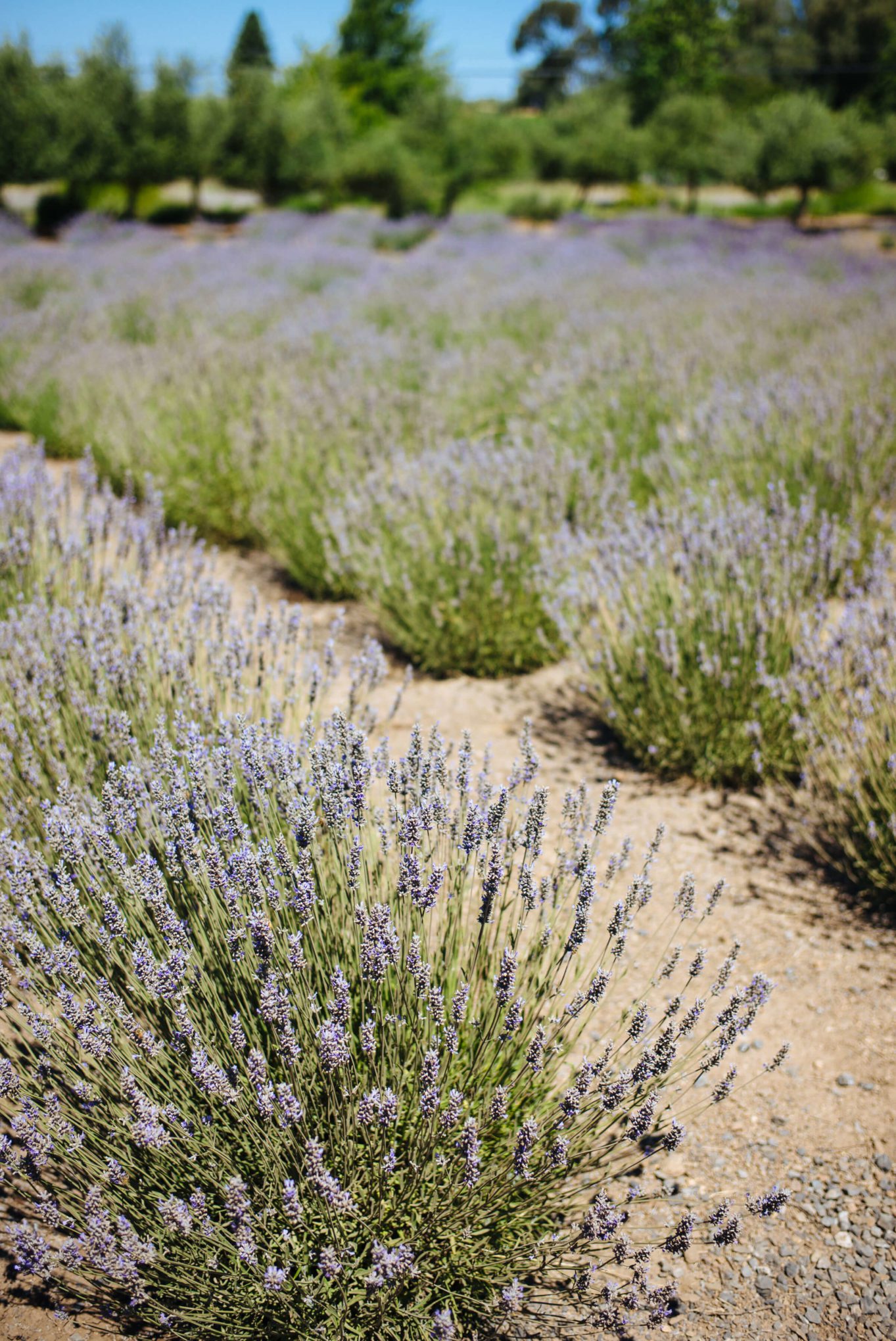 The Taste Edit visits the lavender fields with buzzing bees at manzanita in santa rosa sonoma