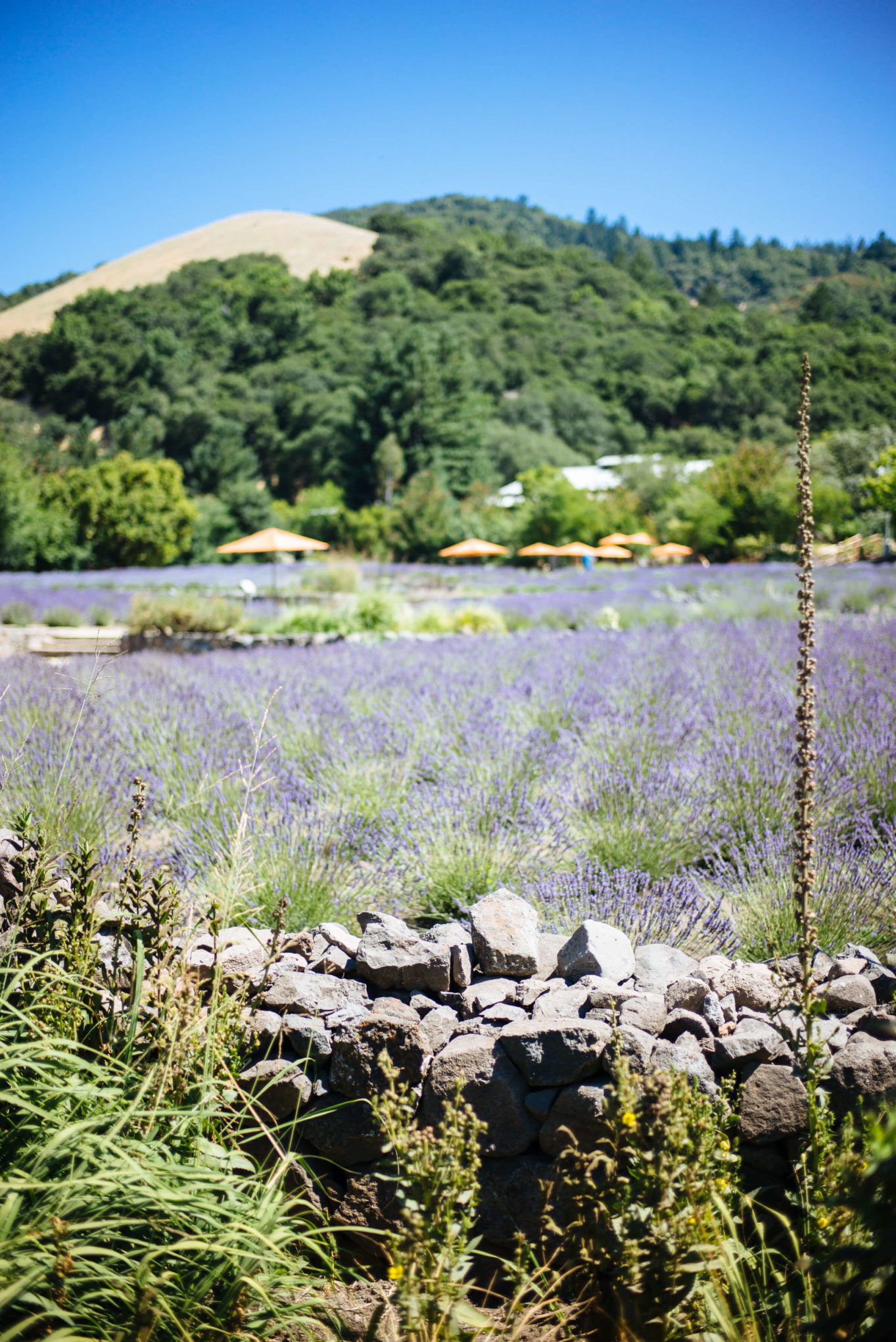 The lavender fields at manzanita in santa rosa sonoma is the perfect day trip from San Francisco, The Taste Edit