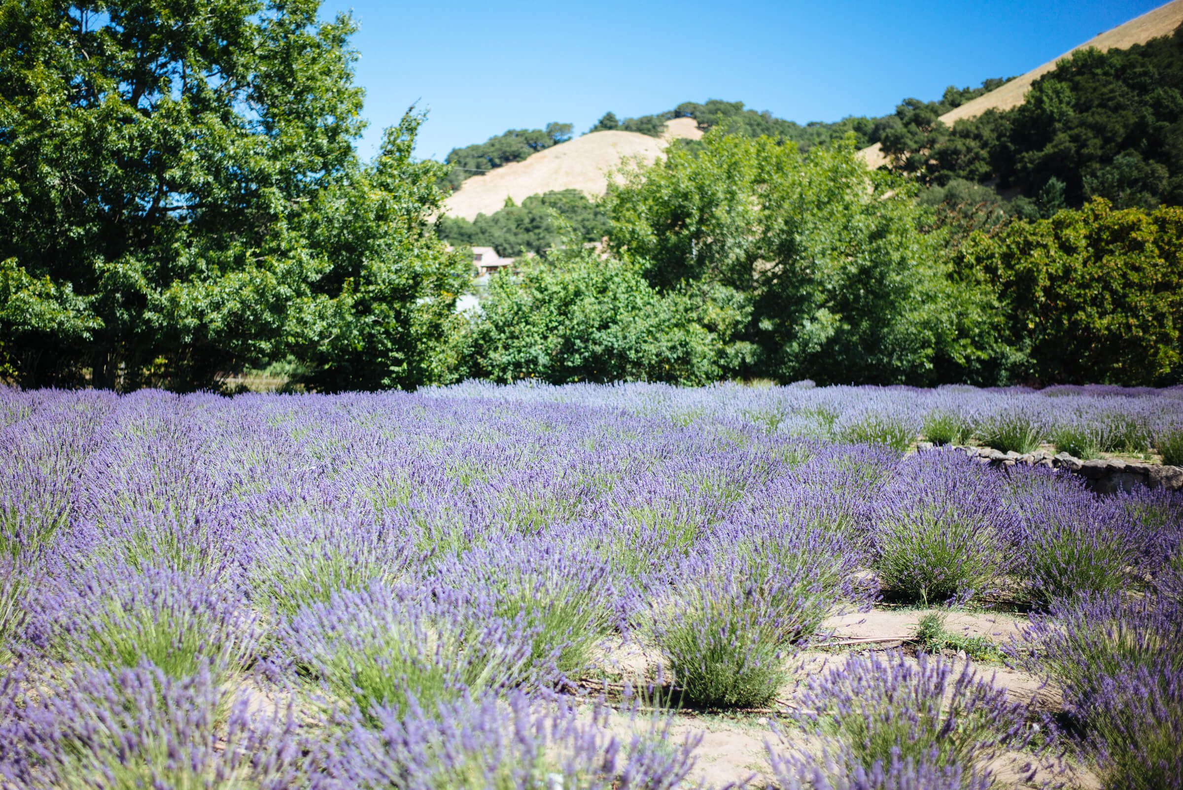 The Taste Edit visits the lavender fields at manzanita in santa rosa sonoma